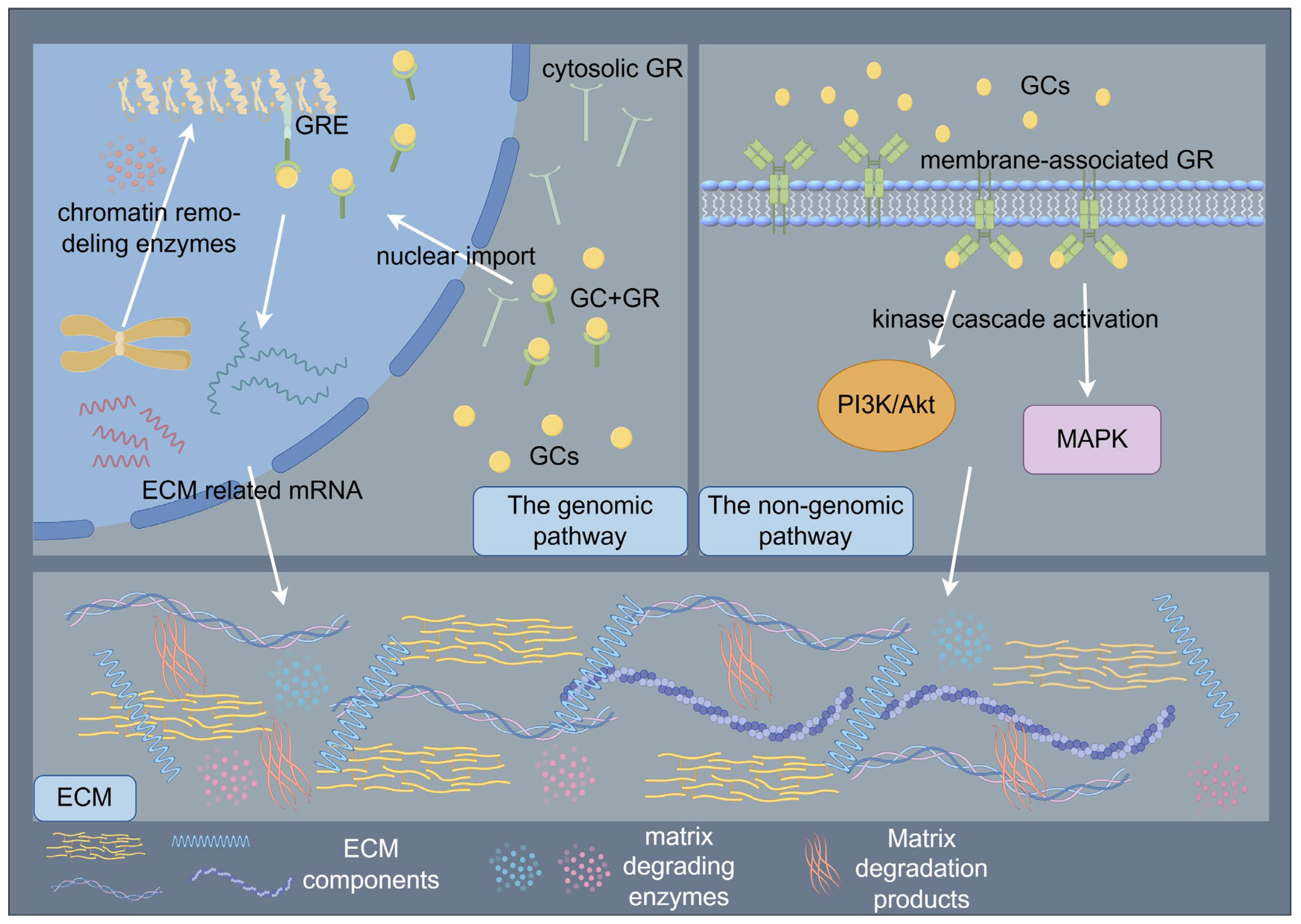 Biomedicines 13 01282 g003 Biomedicines 13 01282 g003