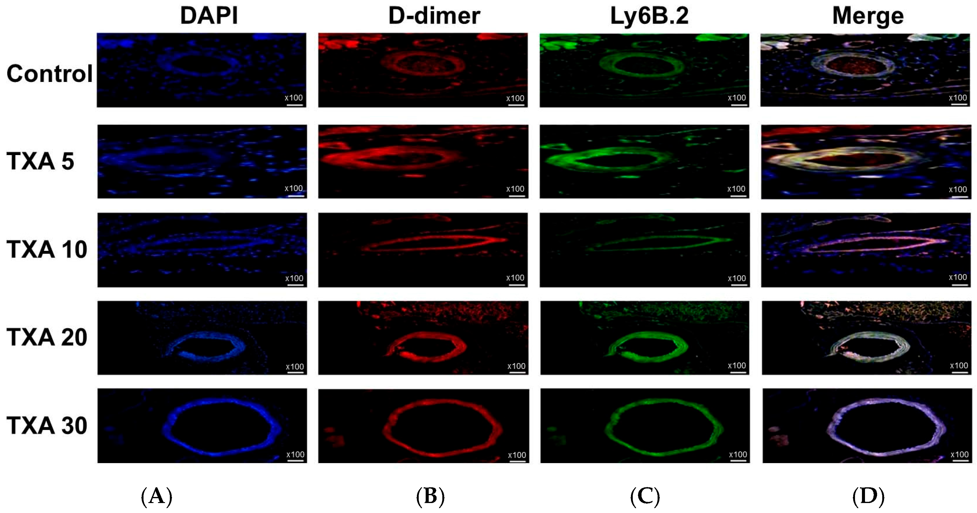 Biomedicines 13 01284 g011