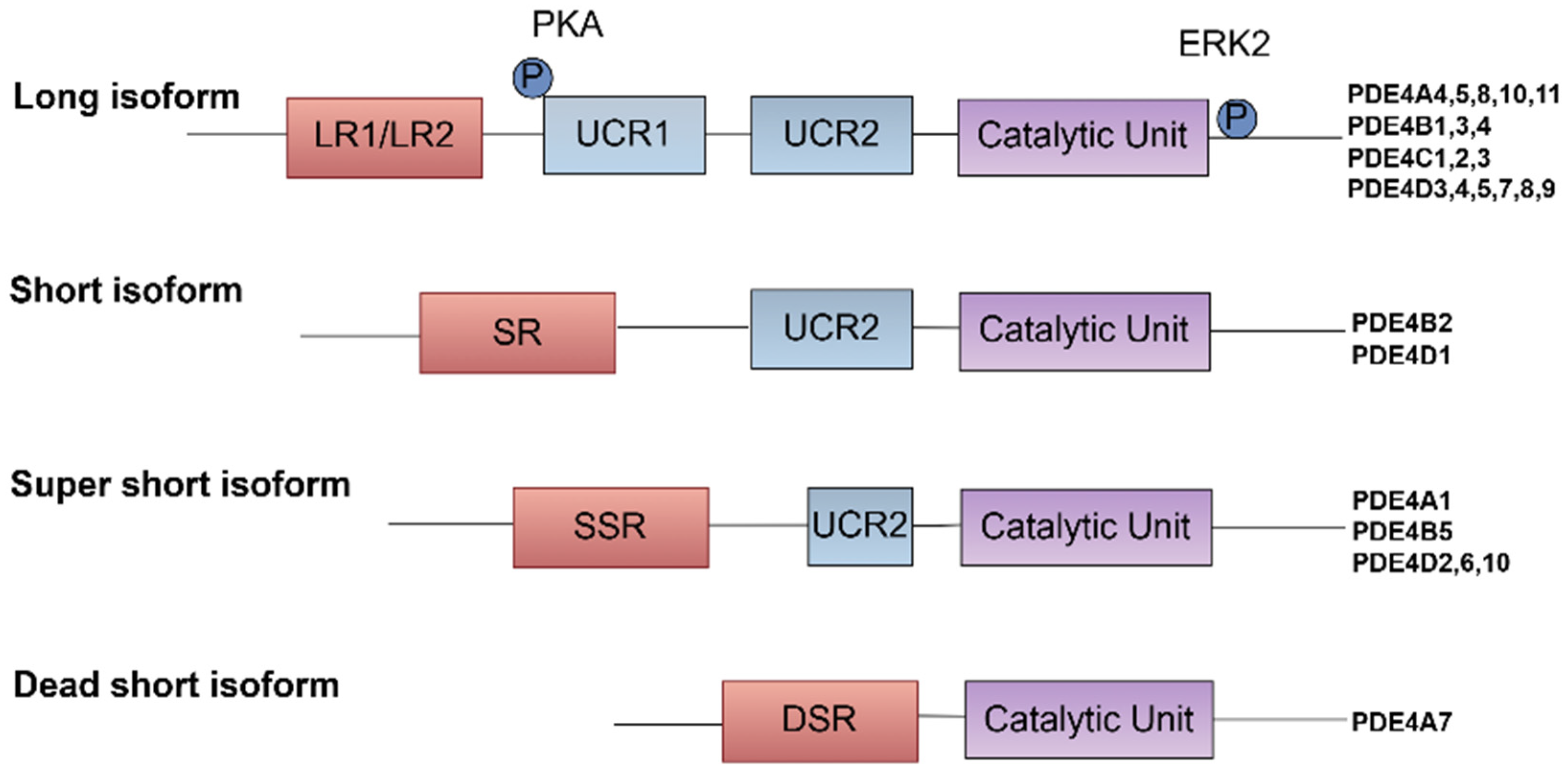 Biomedicines 13 01285 g001