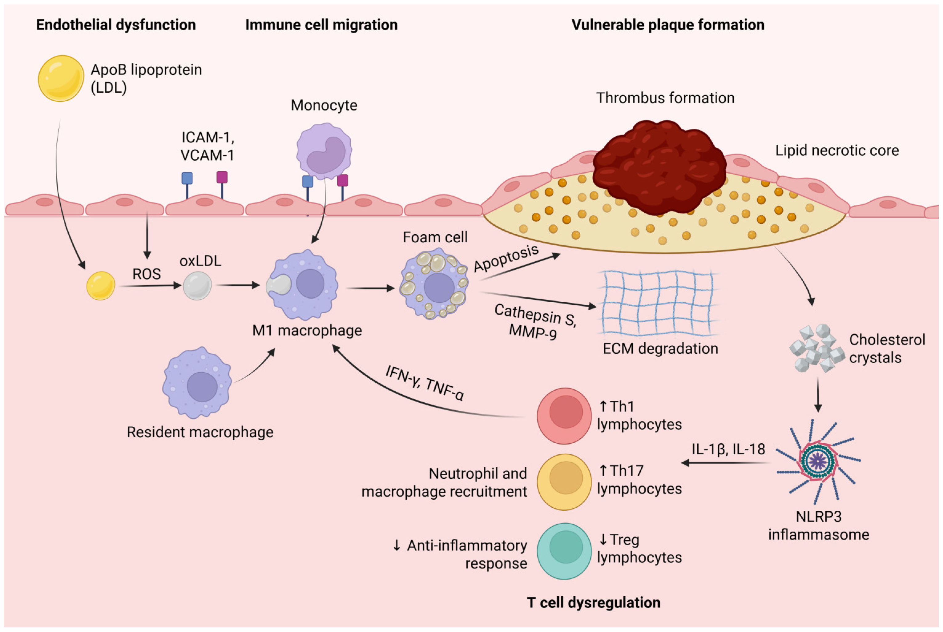 Biomedicines 13 01291 g002 Biomedicines 13 01291 g002