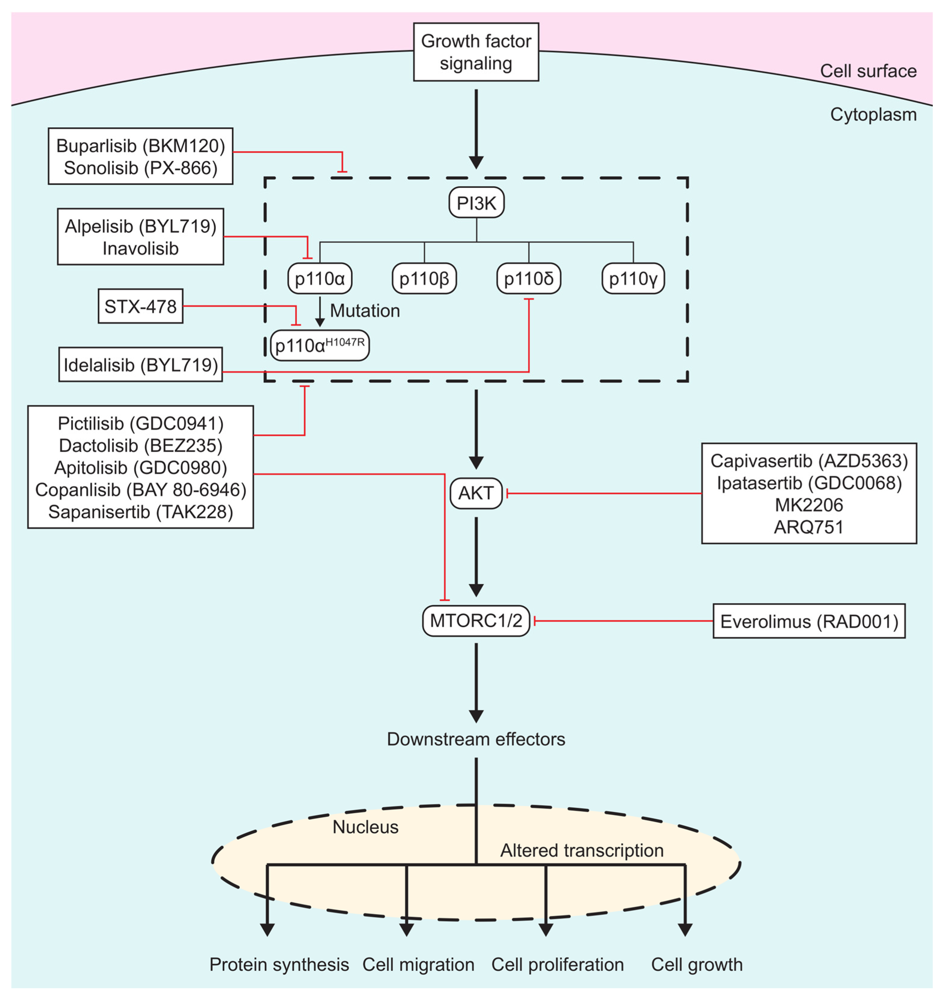 Biomedicines 13 01319 g001