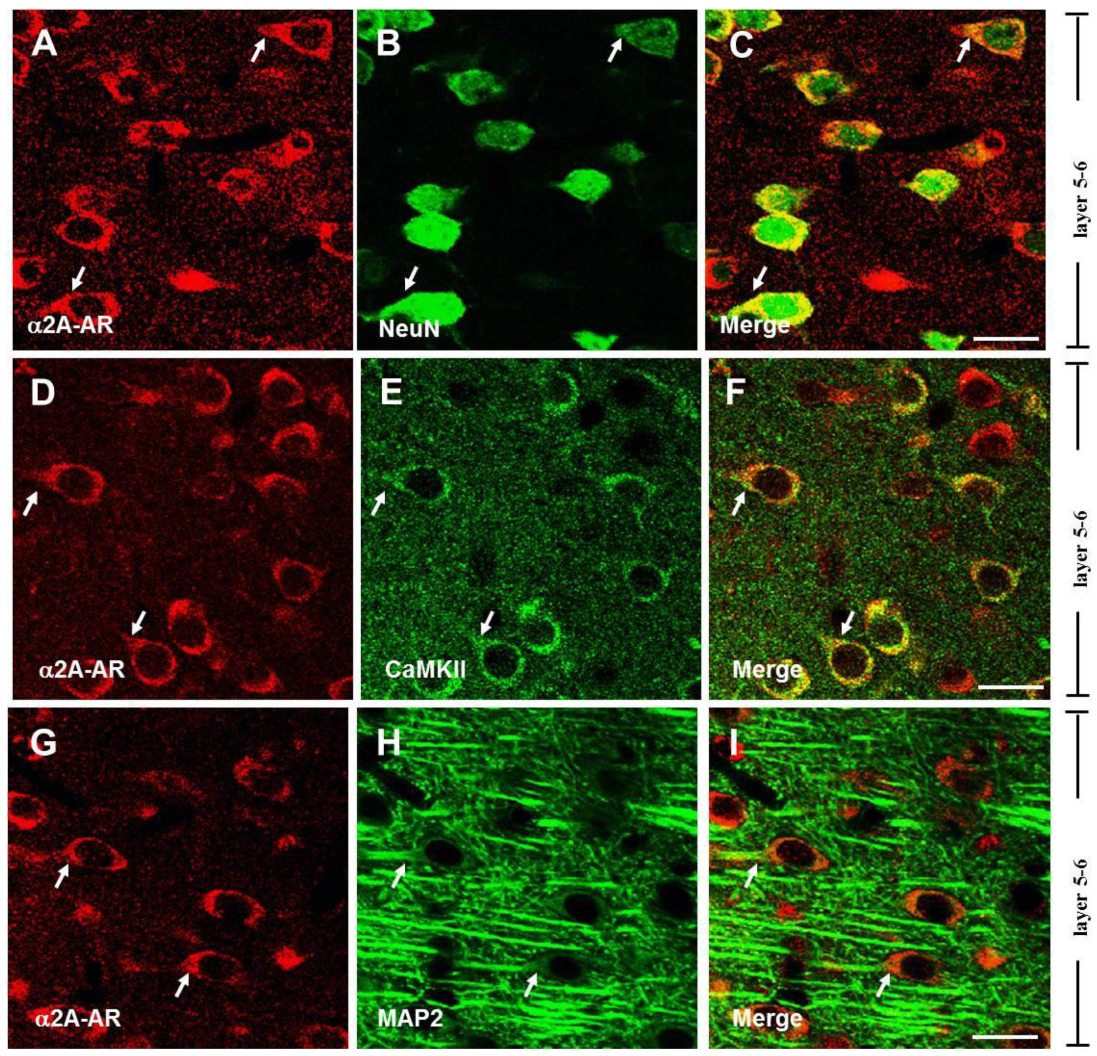 Biomedicines 13 01322 g001