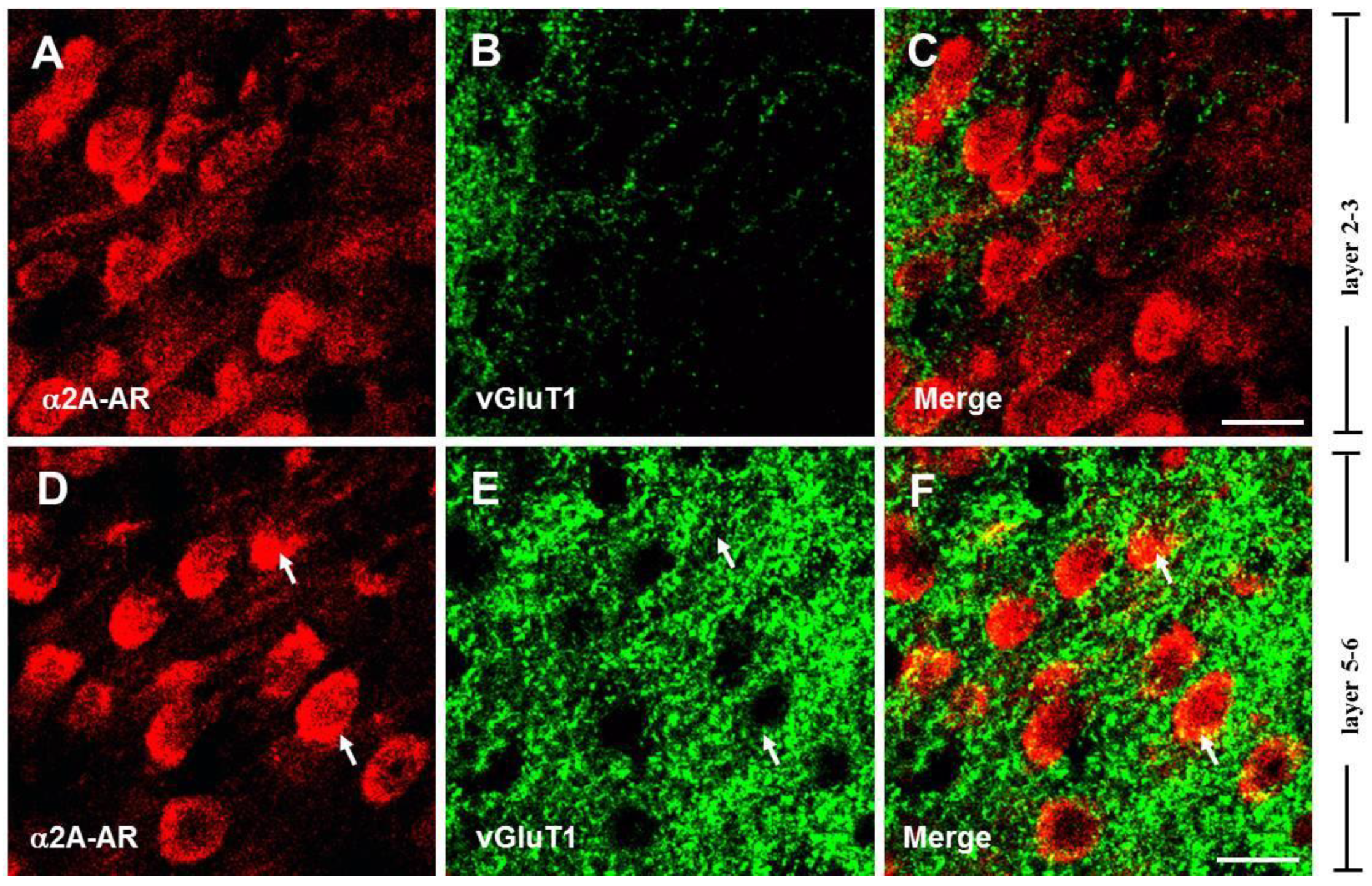Biomedicines 13 01322 g002