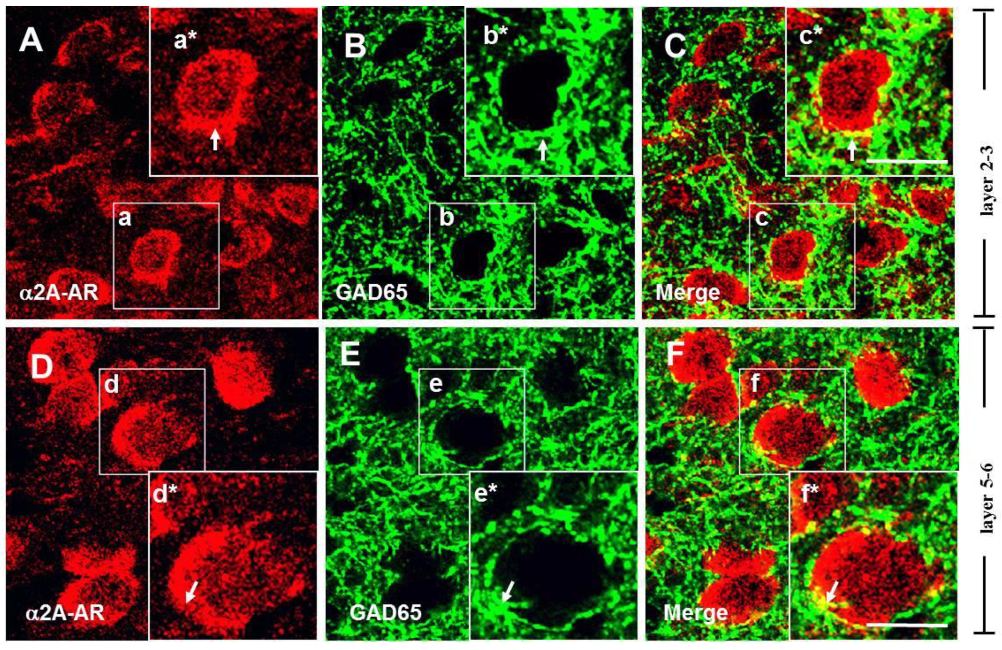 Biomedicines 13 01322 g003