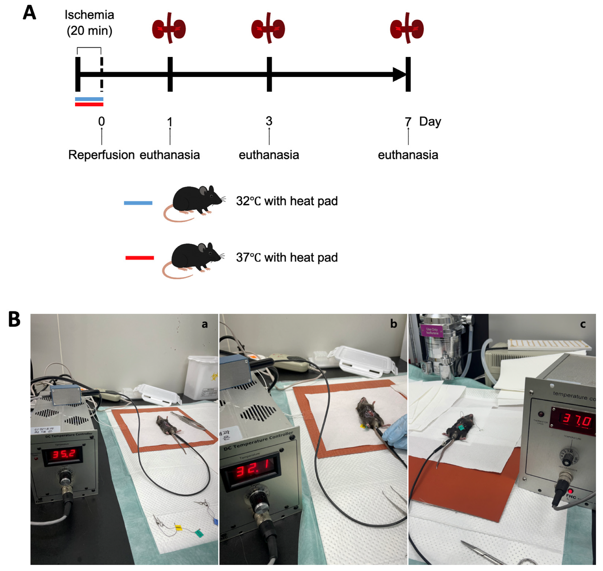 Biomedicines 13 01337 g001