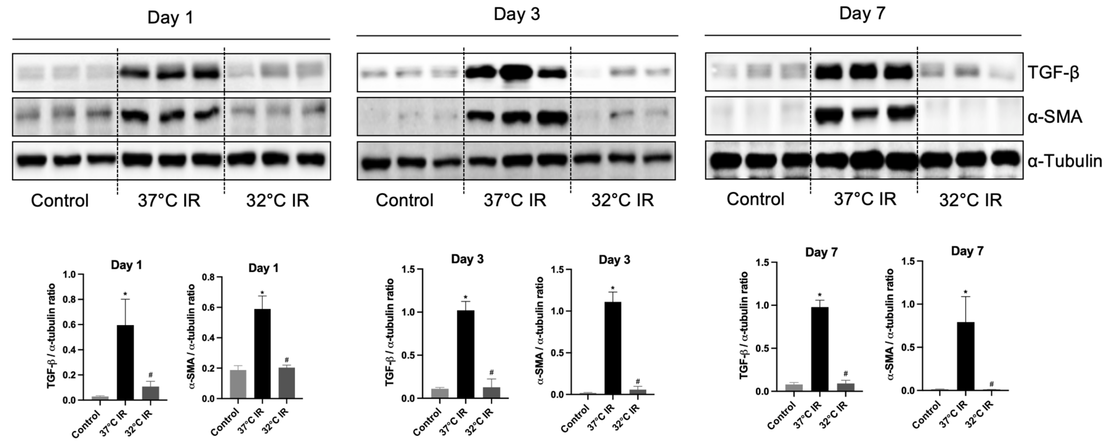 Biomedicines 13 01337 g005