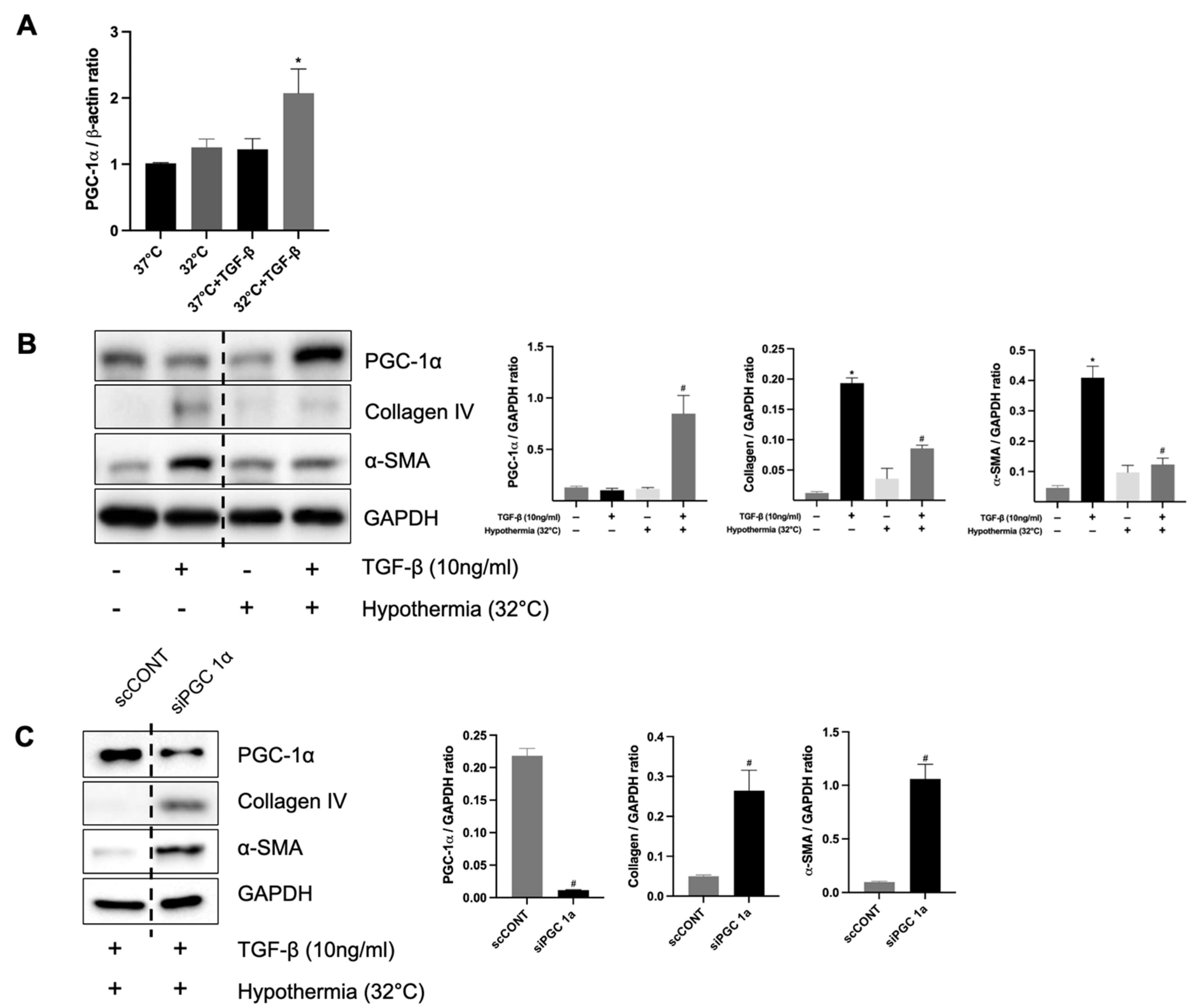 Biomedicines 13 01337 g007