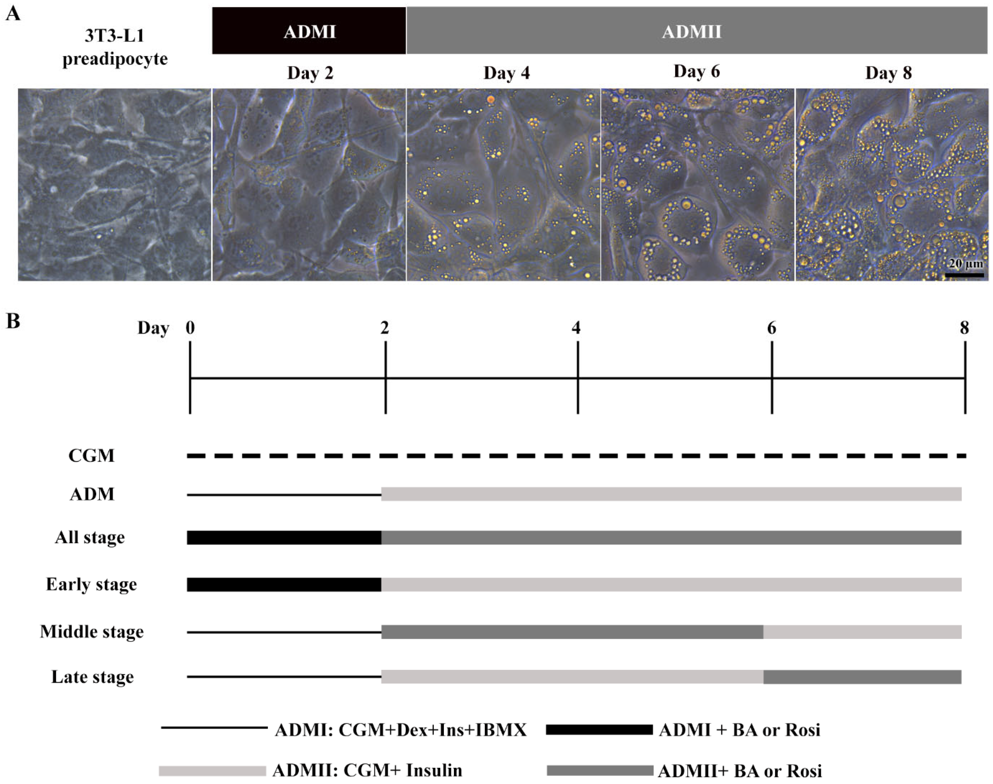 Biomedicines 13 01340 g001