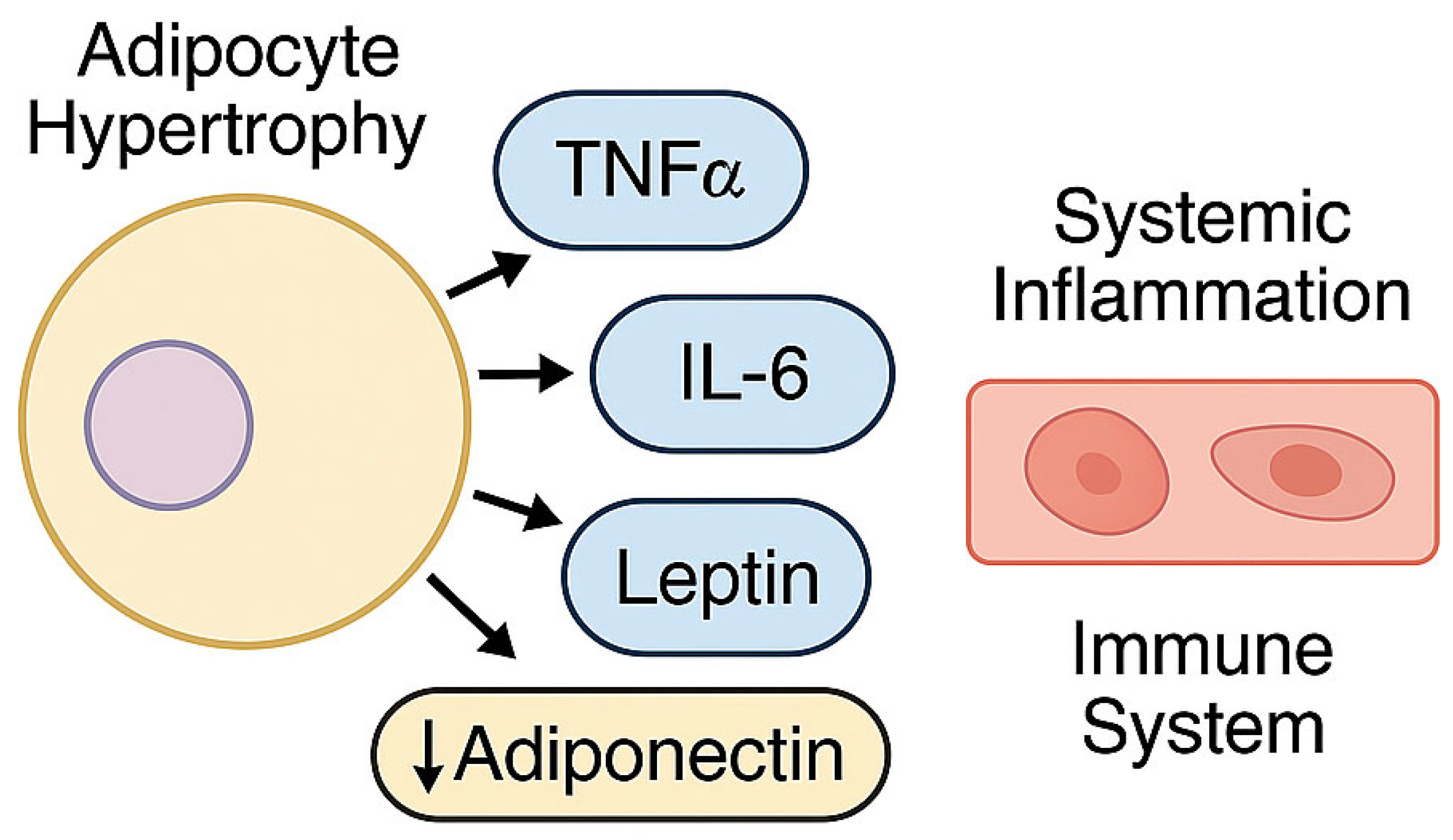 Biomedicines 13 01343 g002 Biomedicines 13 01343 g002