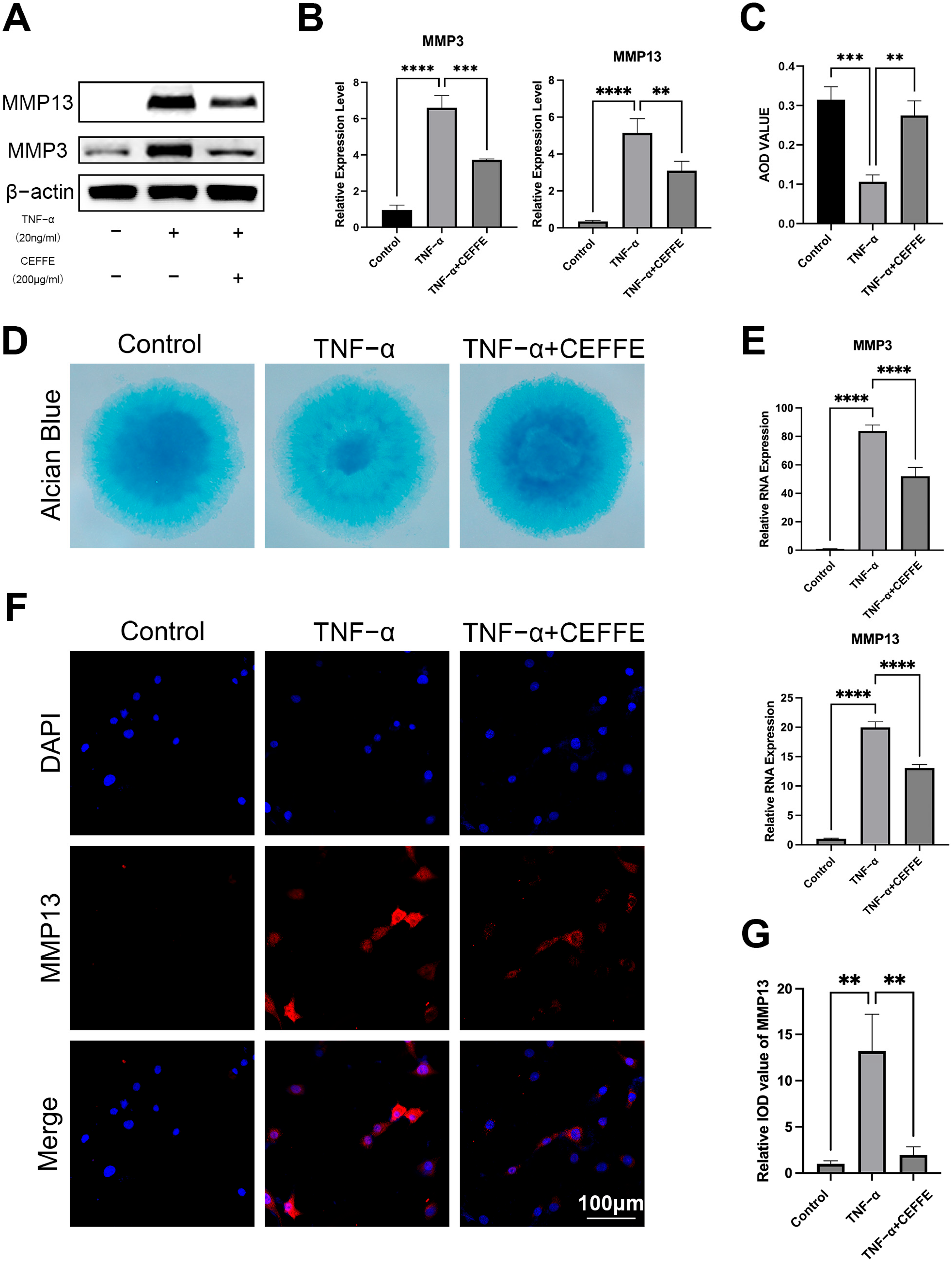 Biomedicines 13 01344 g001