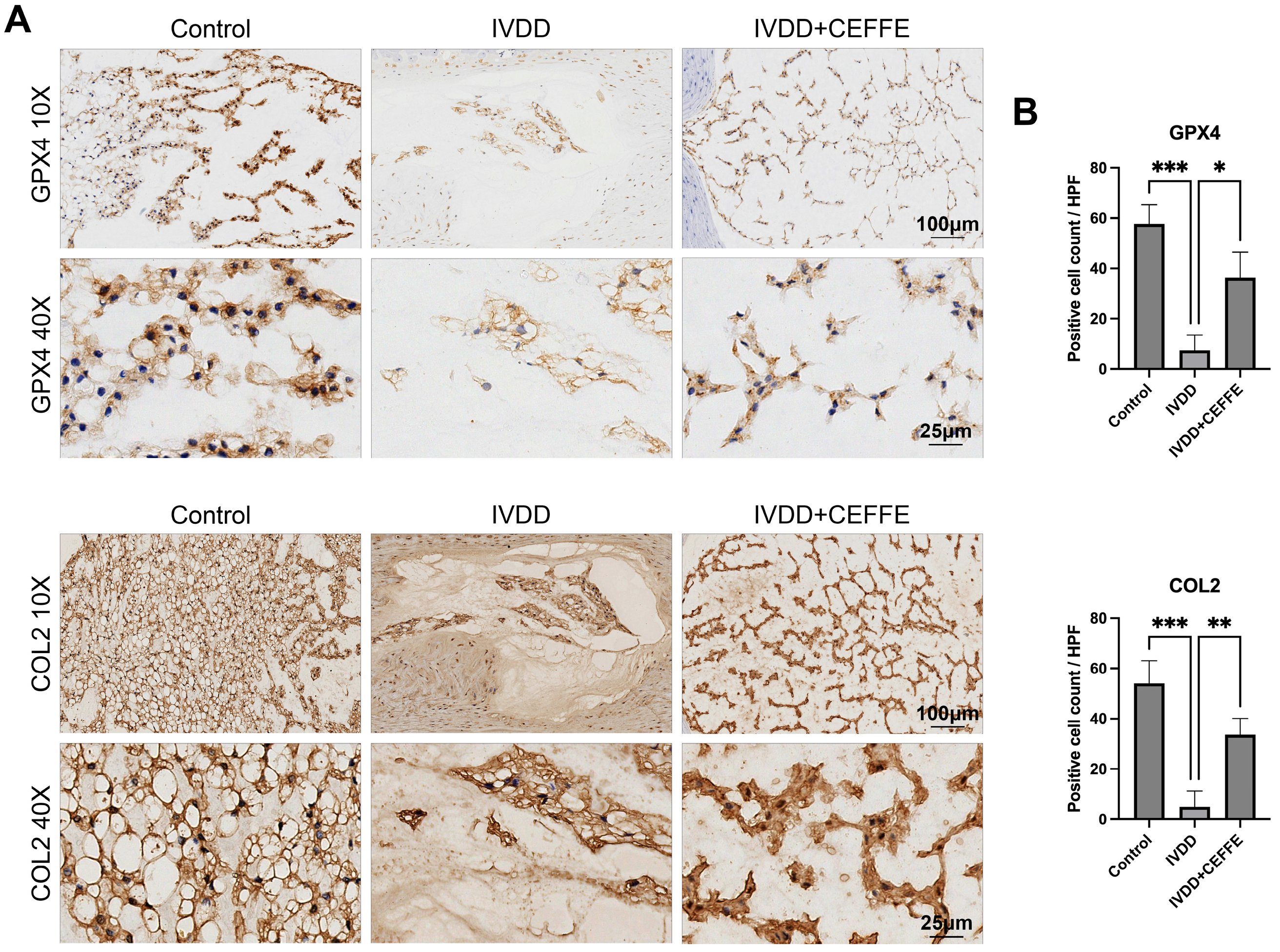Biomedicines 13 01344 g007