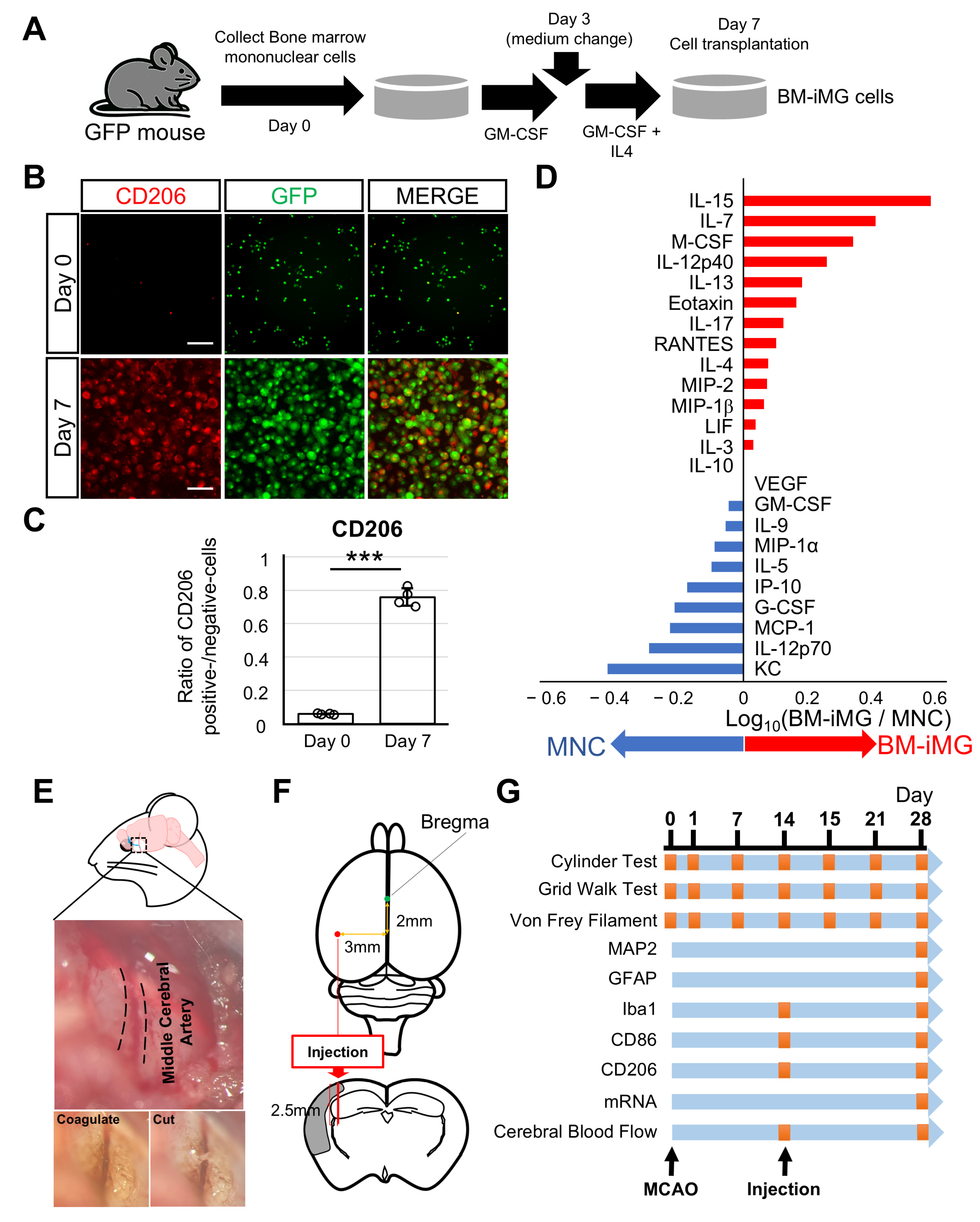 Biomedicines 13 01347 g001
