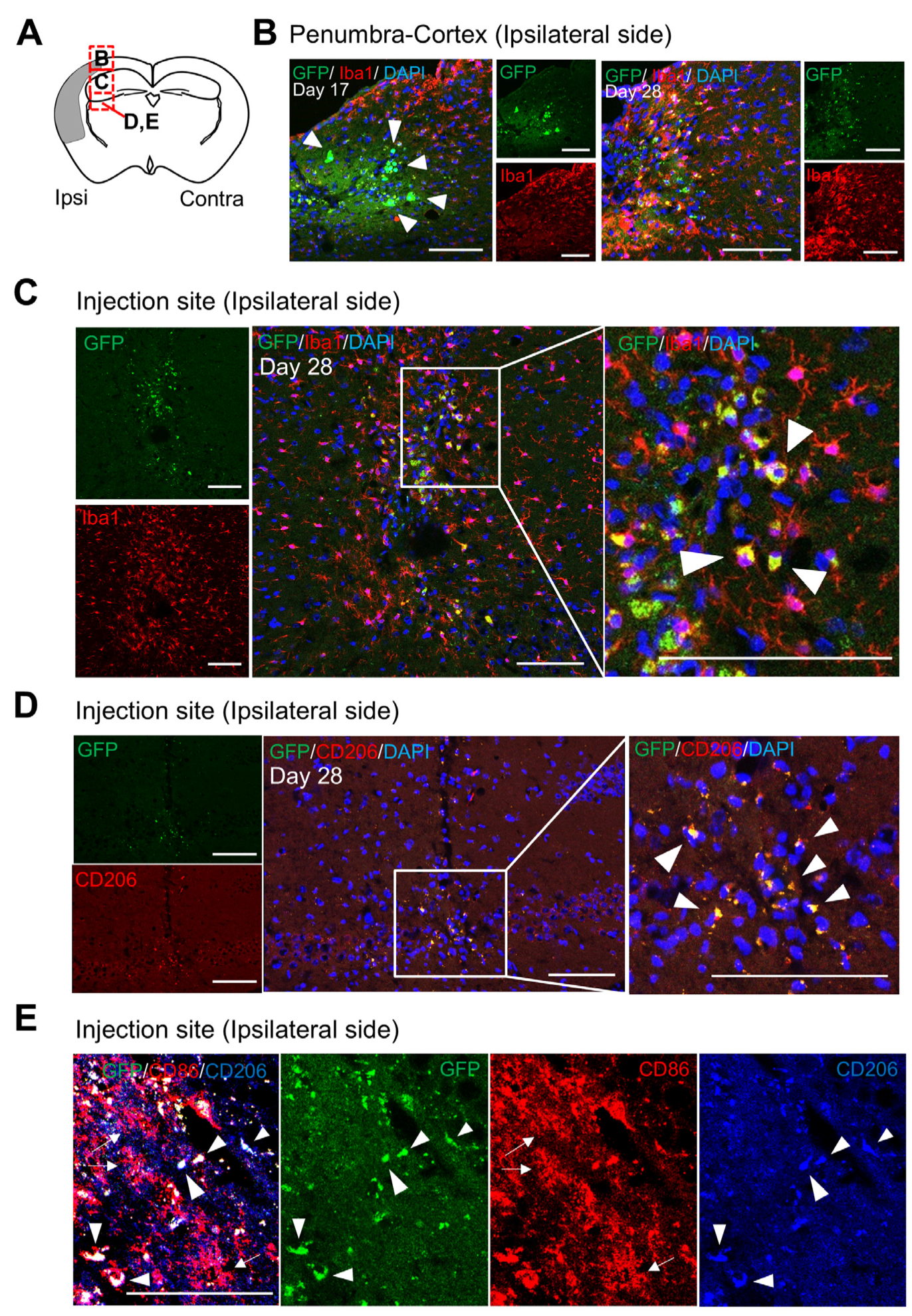 Biomedicines 13 01347 g003