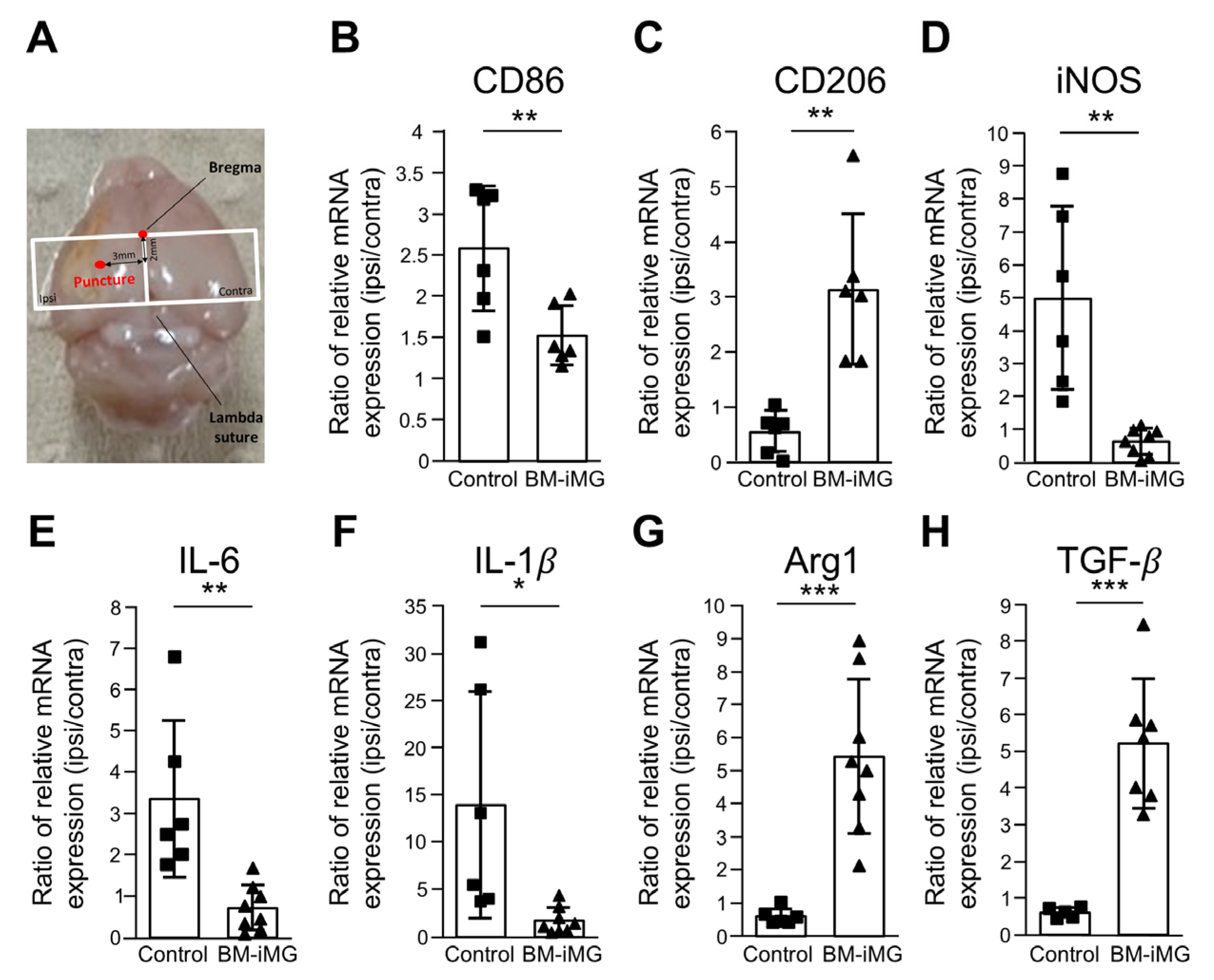 Biomedicines 13 01347 g006