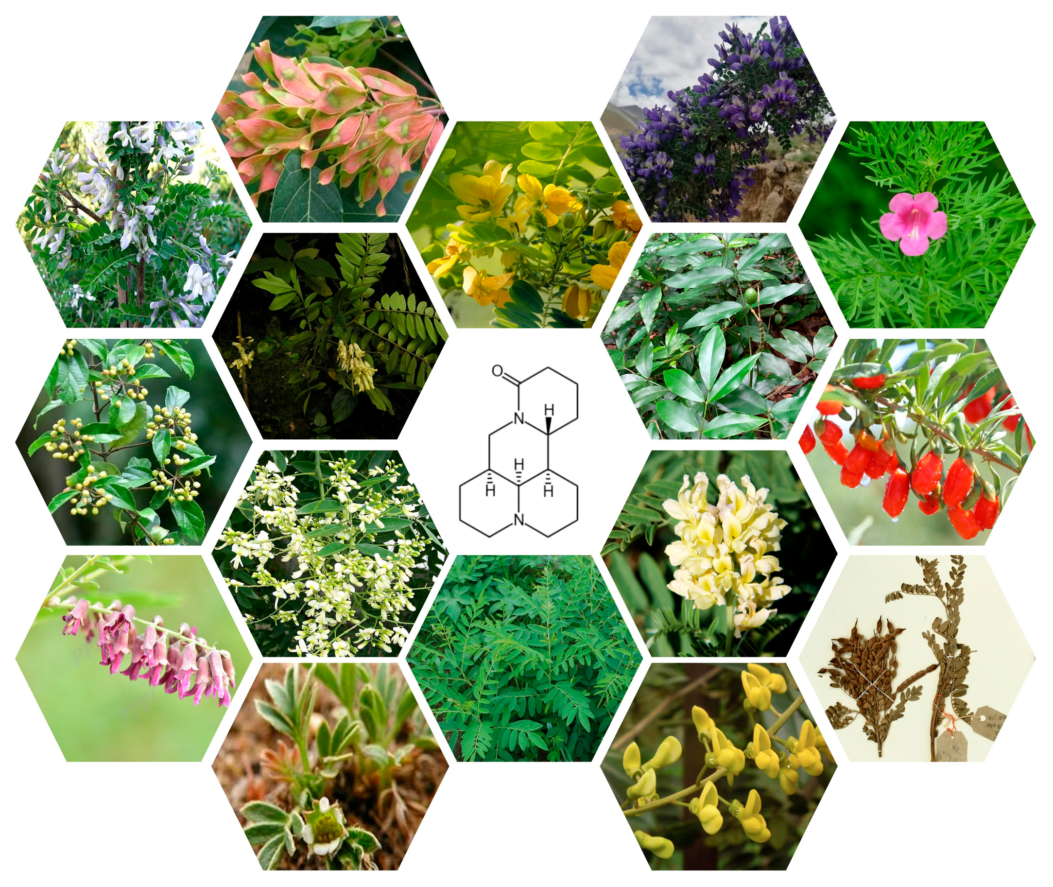 Biomedicines 13 01355 g002