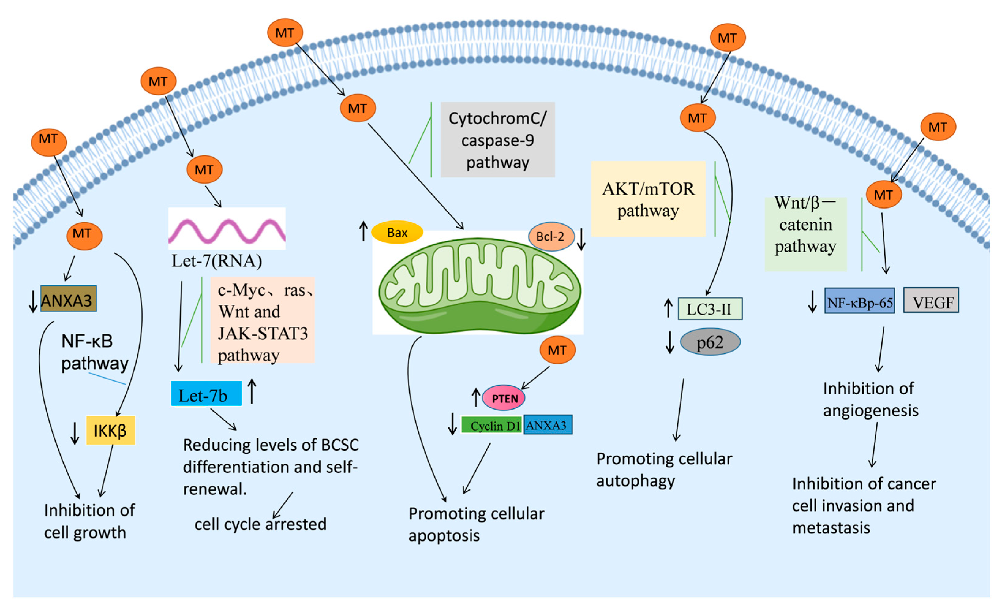 Biomedicines 13 01355 g004