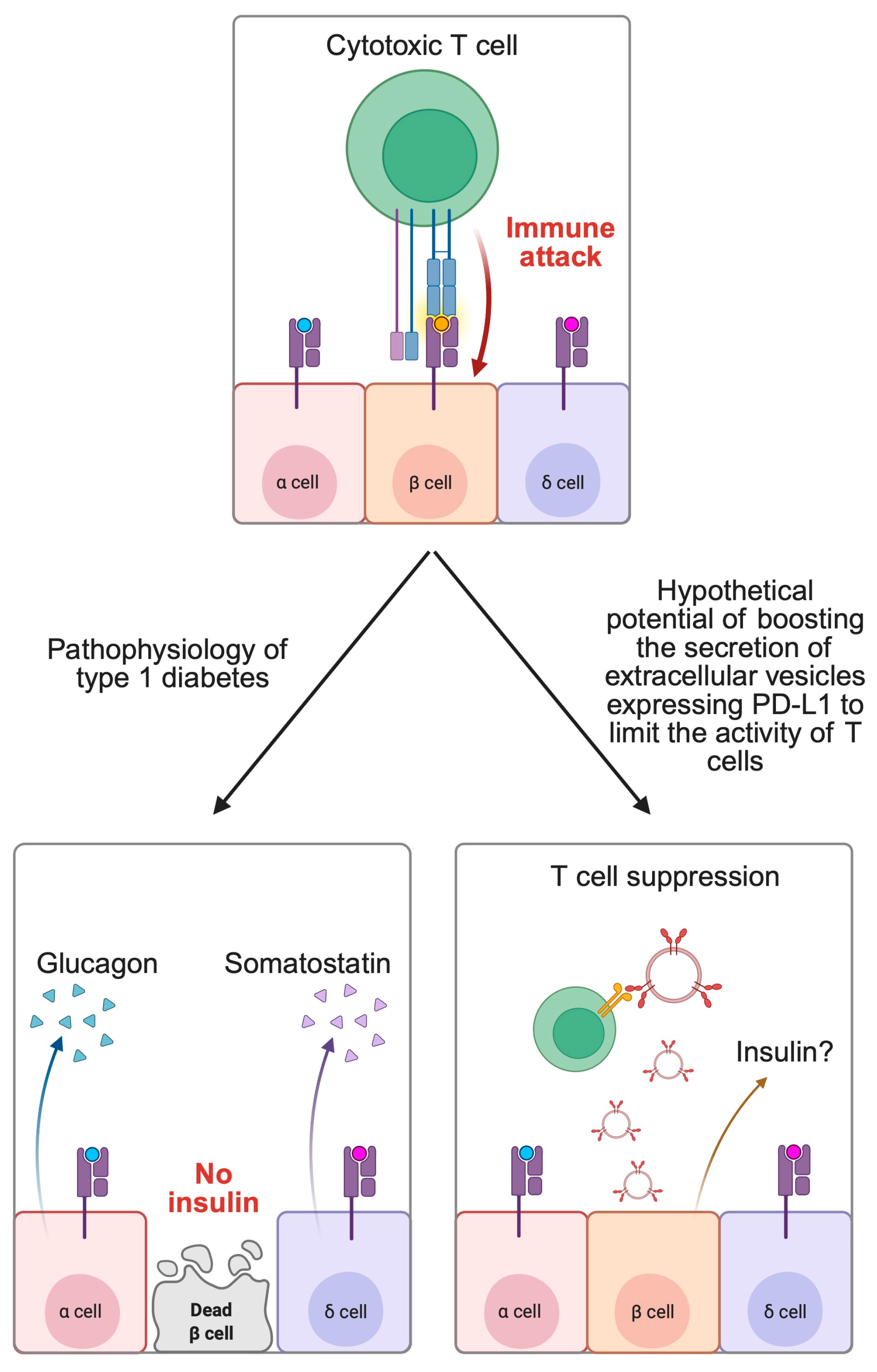 Biomedicines 13 01356 g003