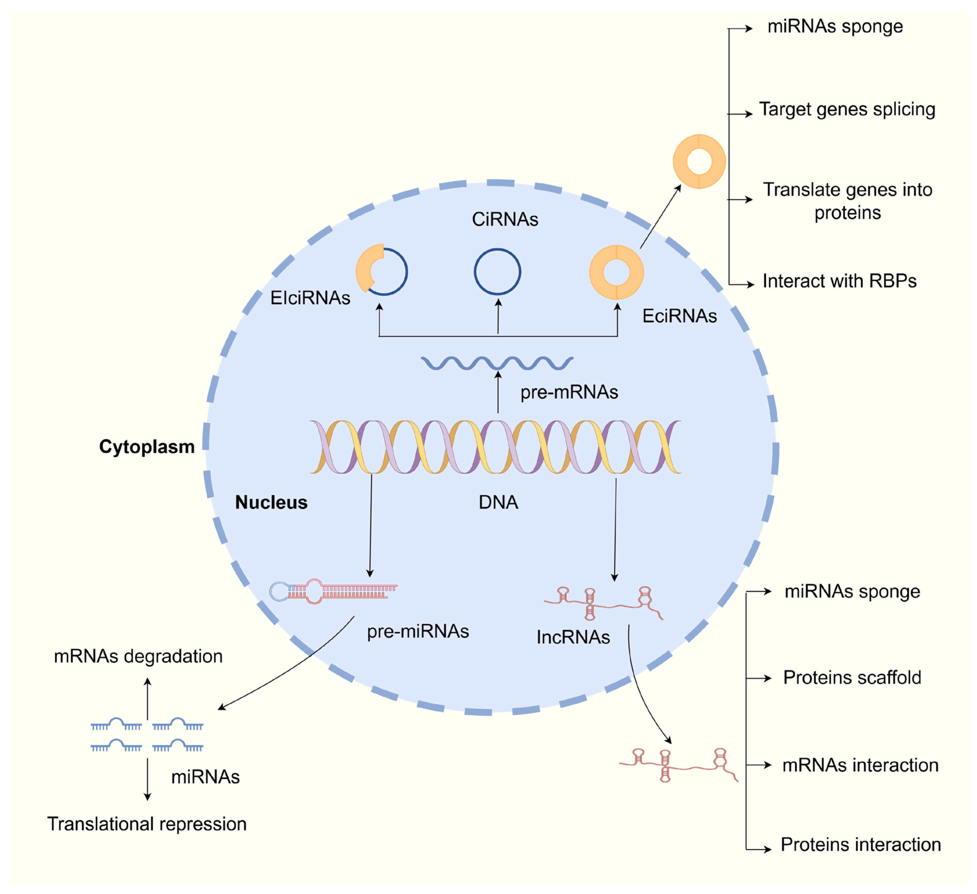 Biomedicines 13 01369 g002