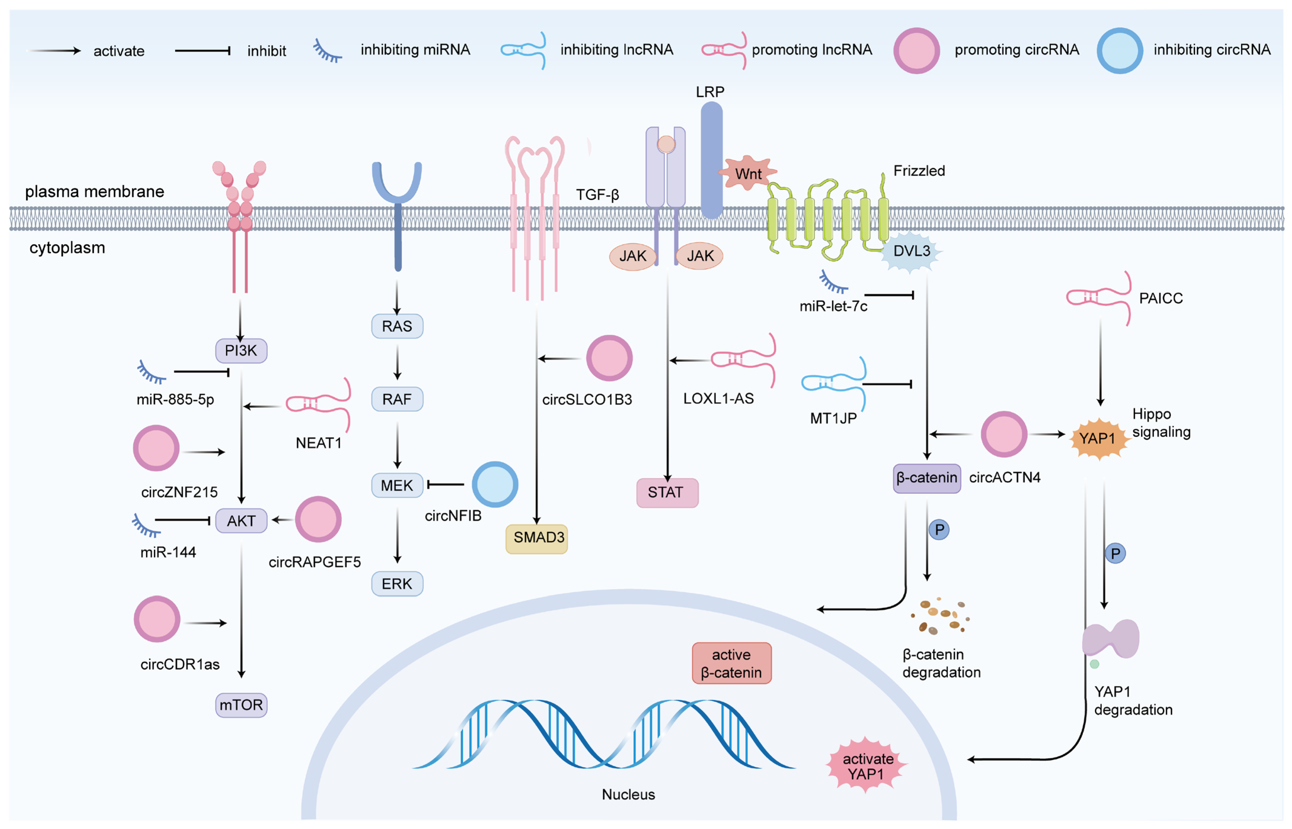 Biomedicines 13 01369 g003