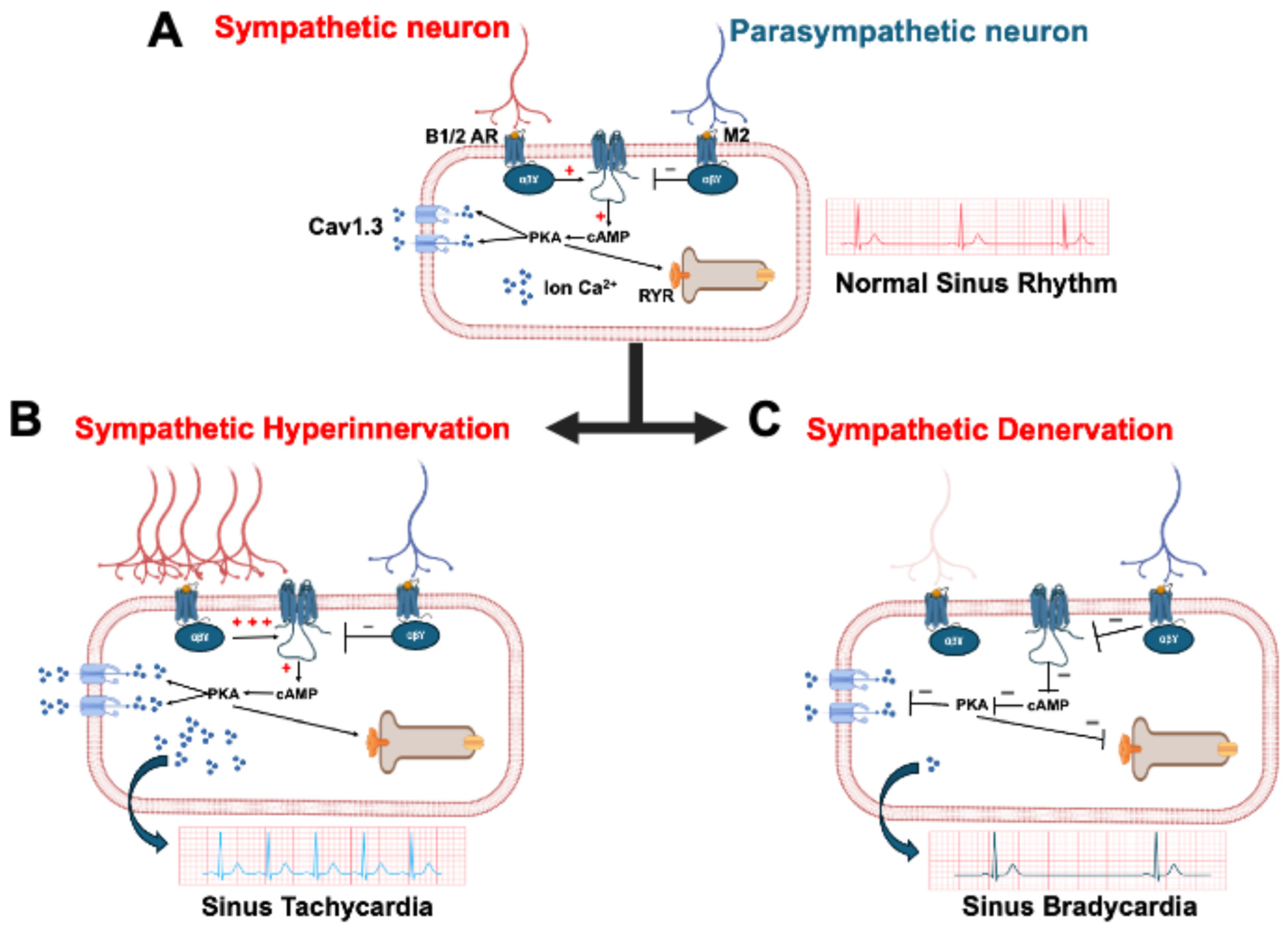 Biomedicines 13 01376 g001