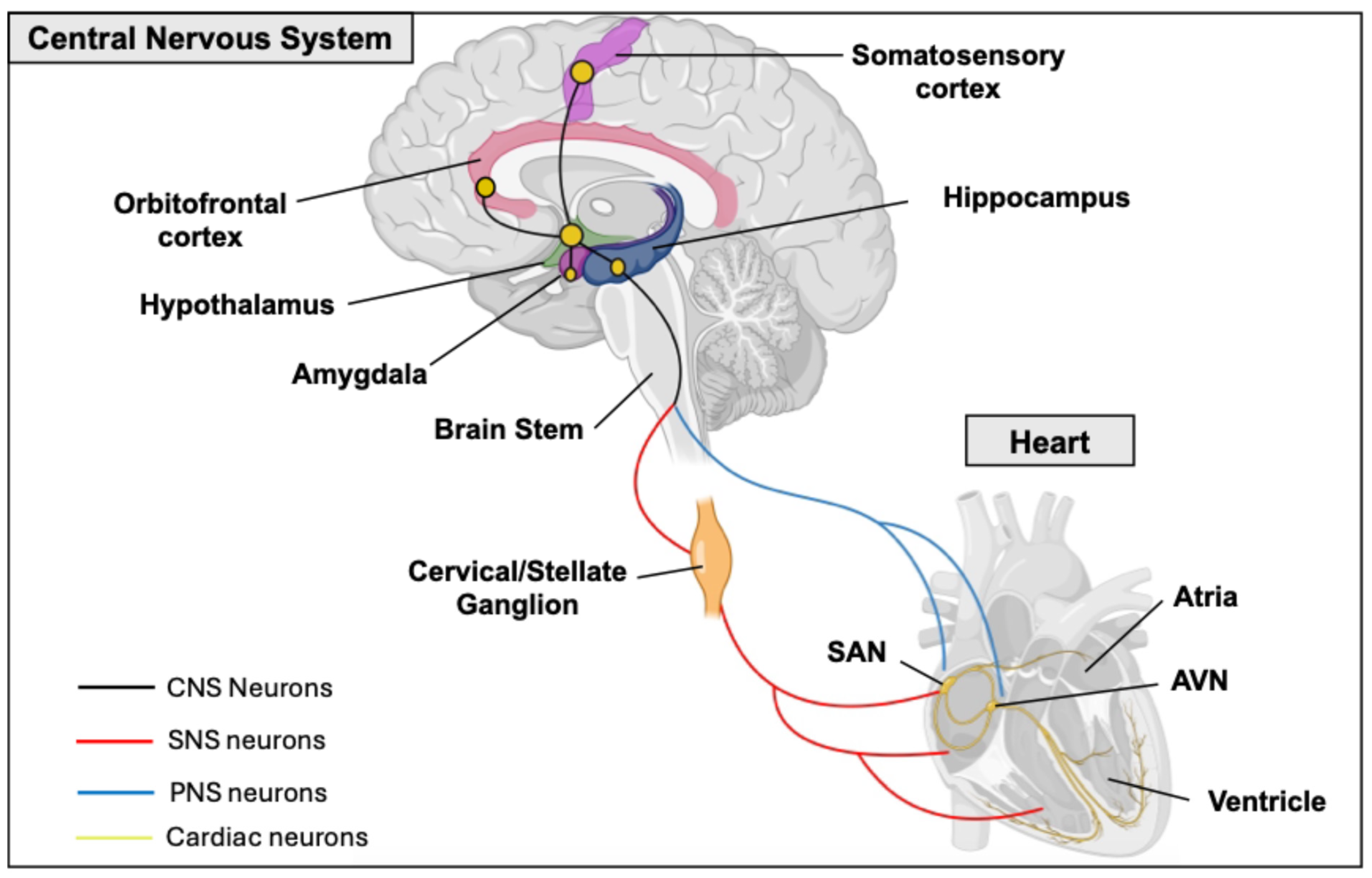 Biomedicines 13 01376 g004