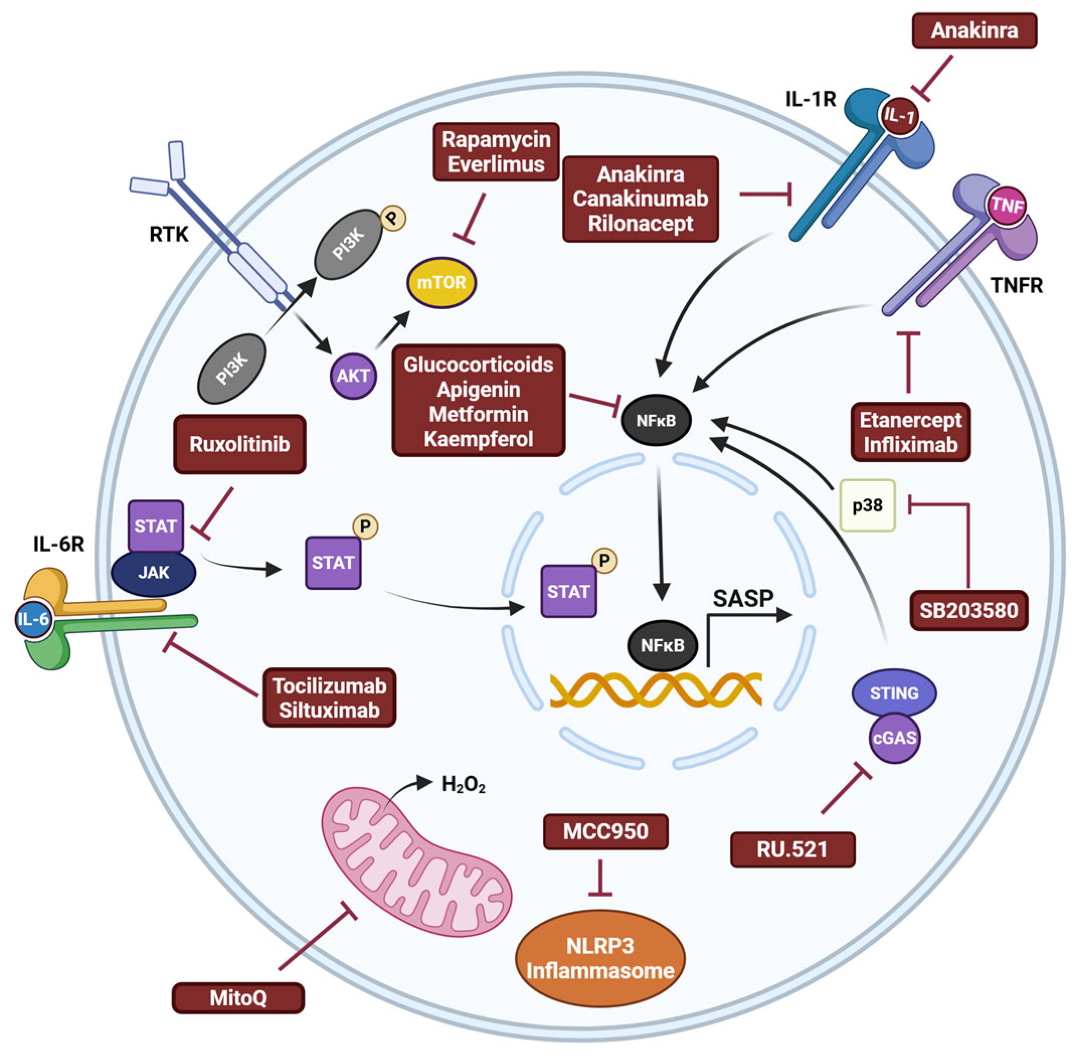 Biomedicines 13 01400 g003