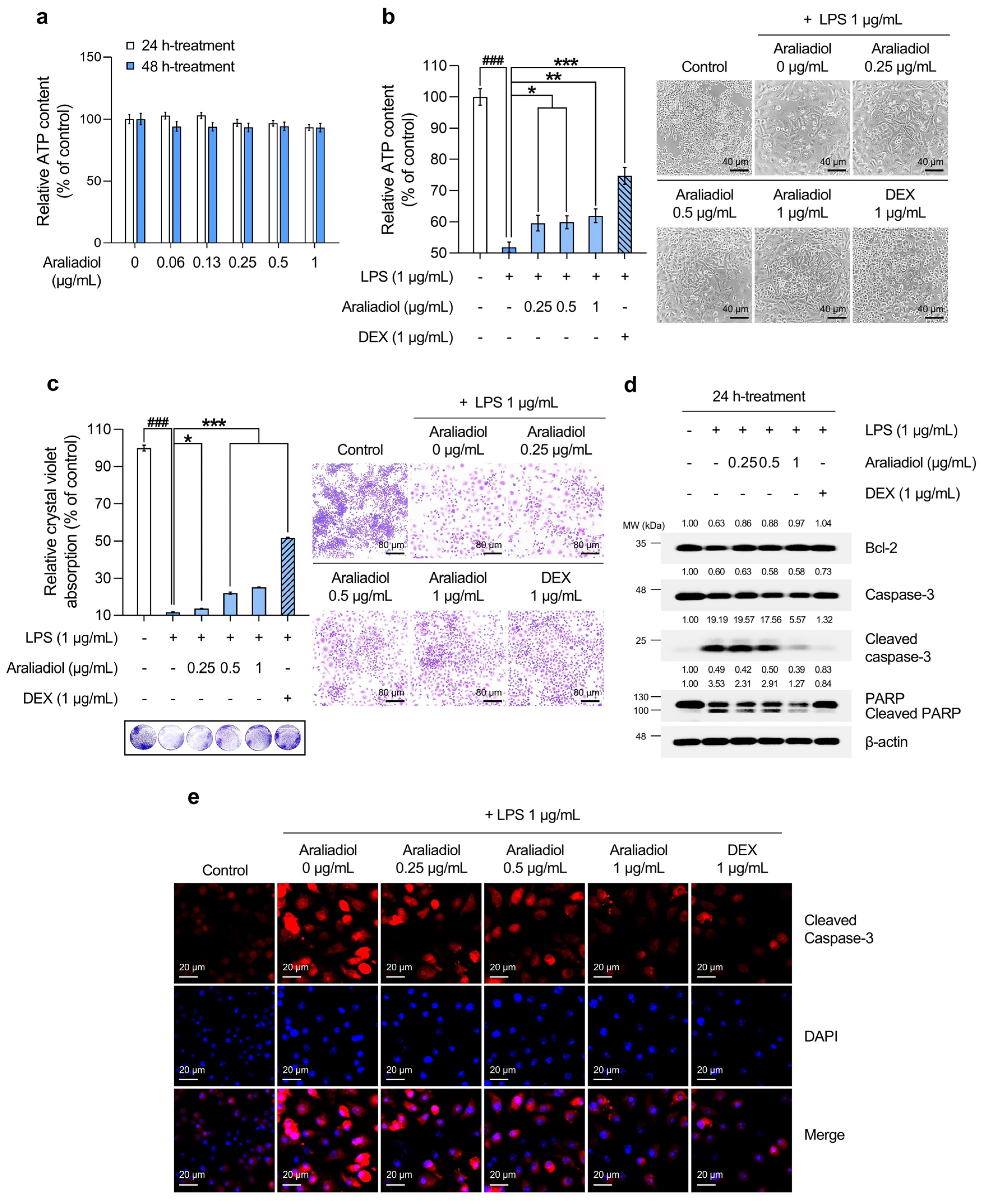 Biomedicines 13 01408 g001