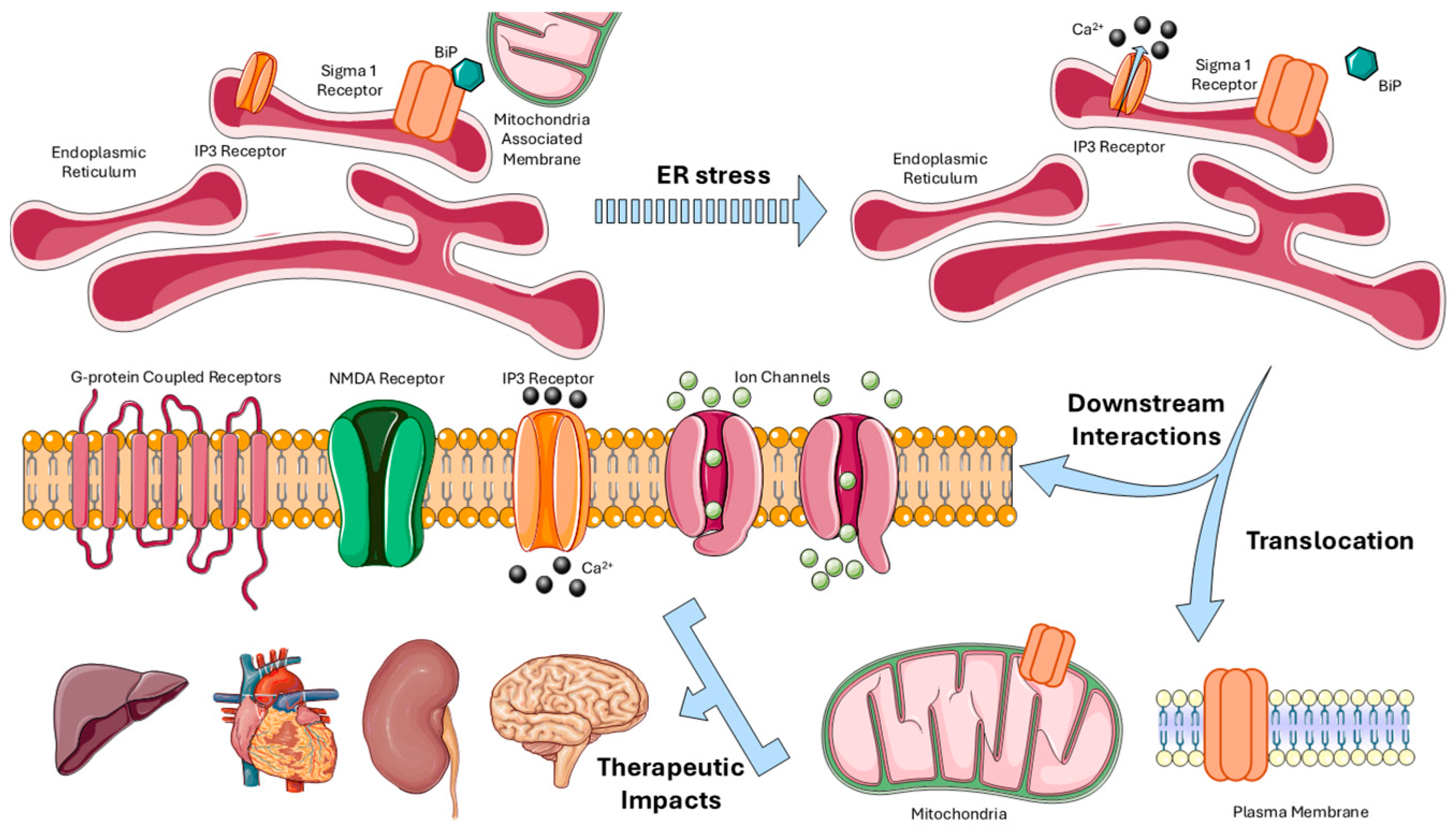 Biomedicines 13 01409 g002