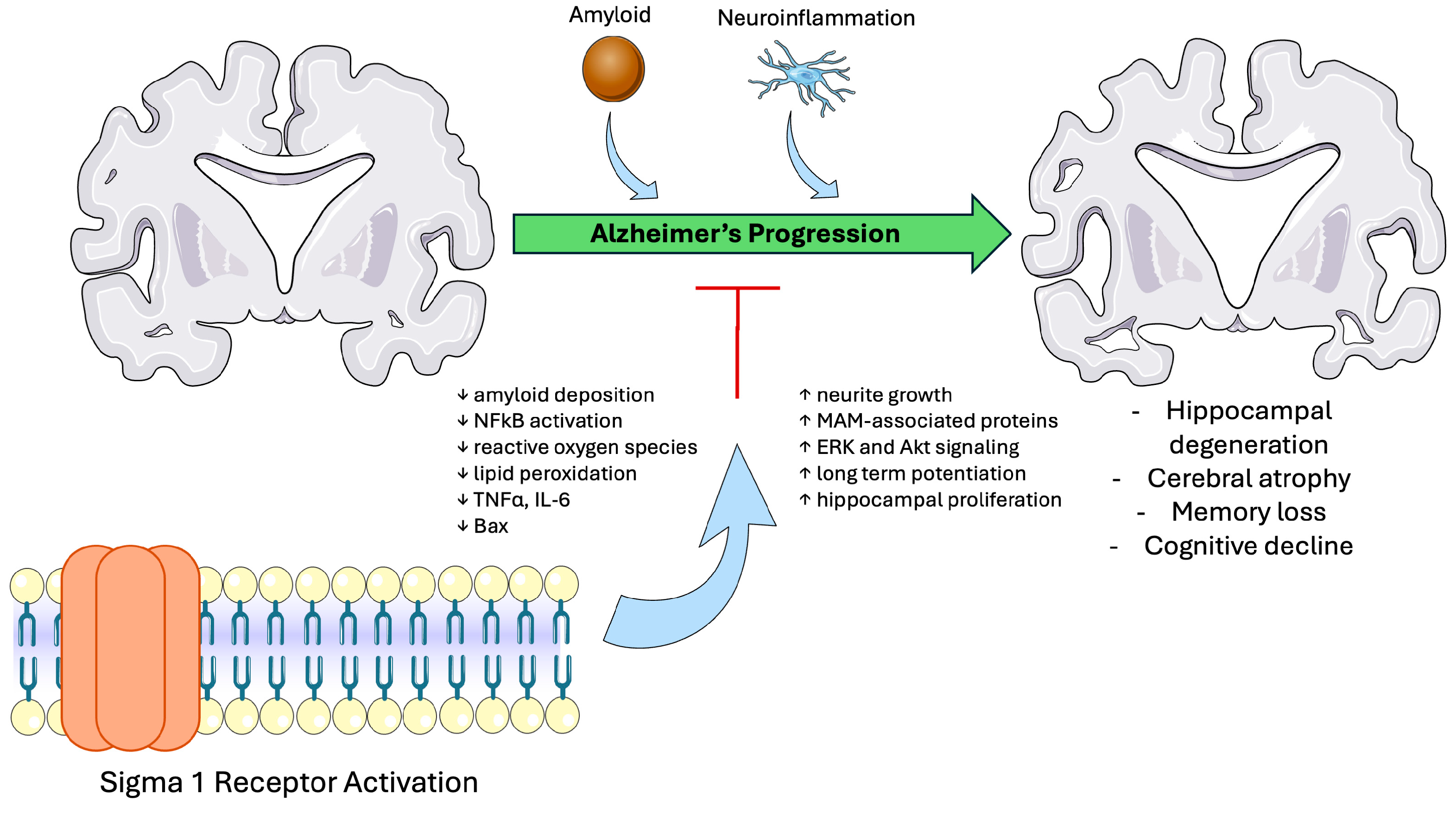 Biomedicines 13 01409 g004