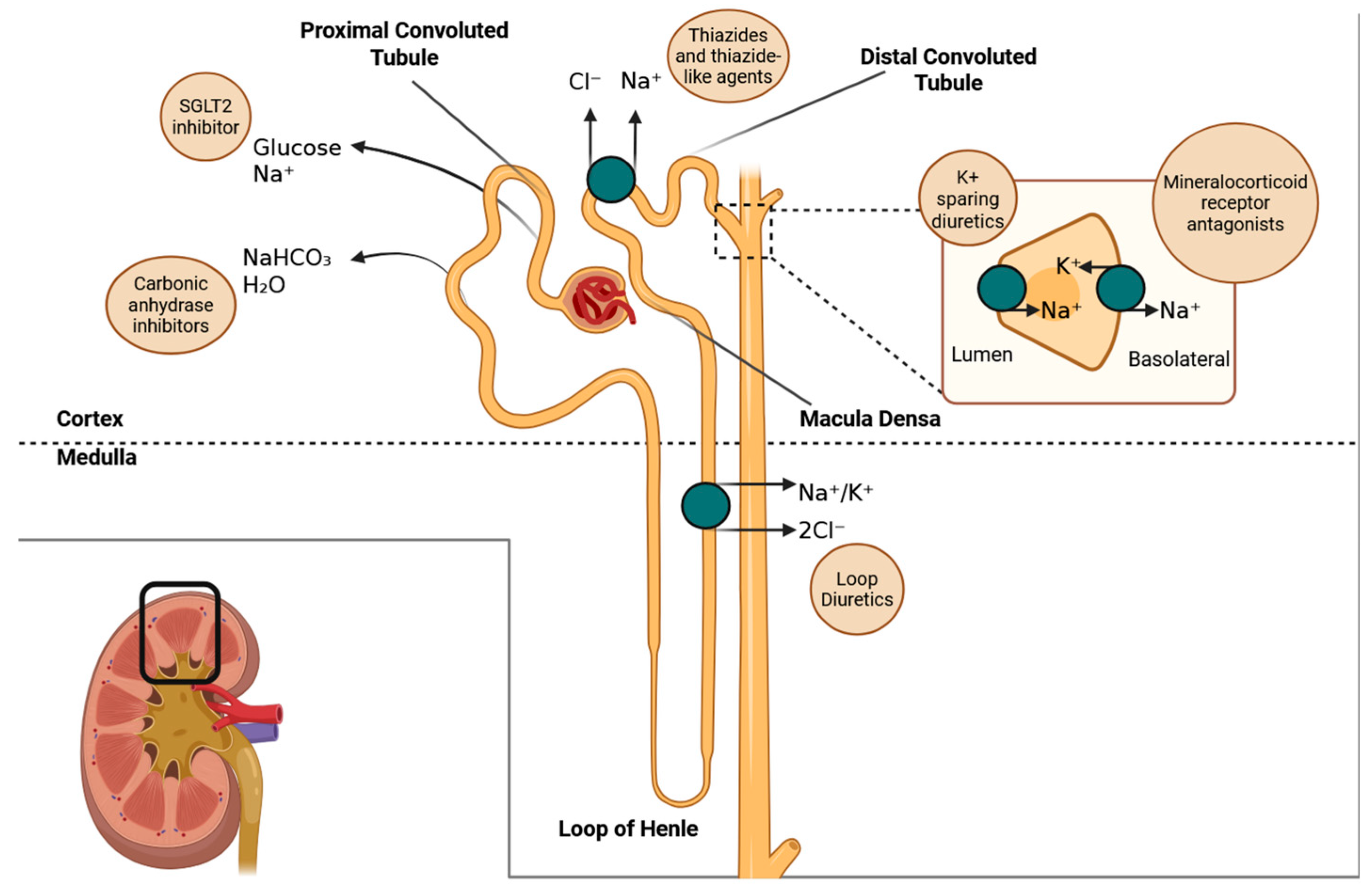 Biomedicines 13 01413 g001