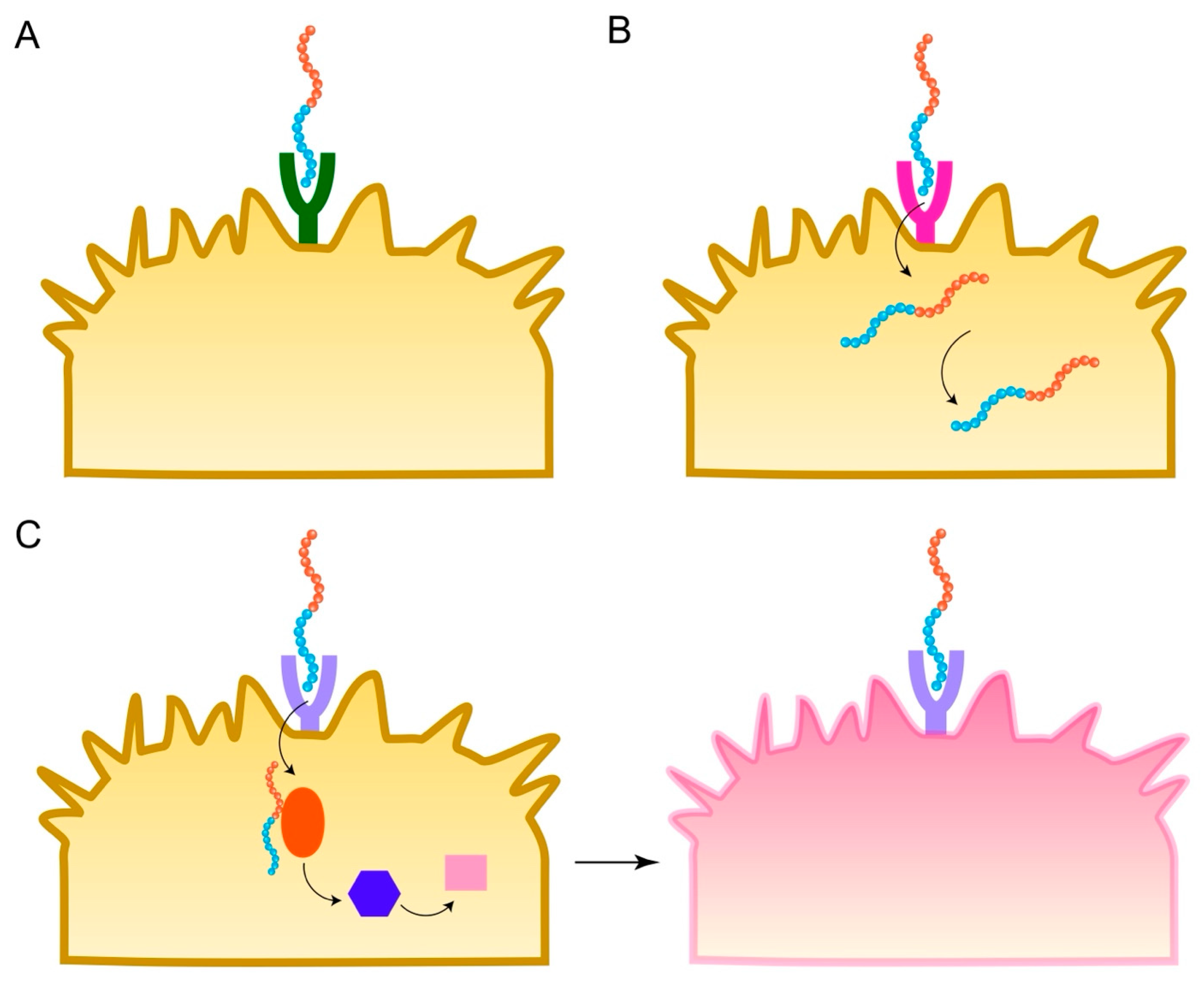 Biomedicines 13 01415 g004