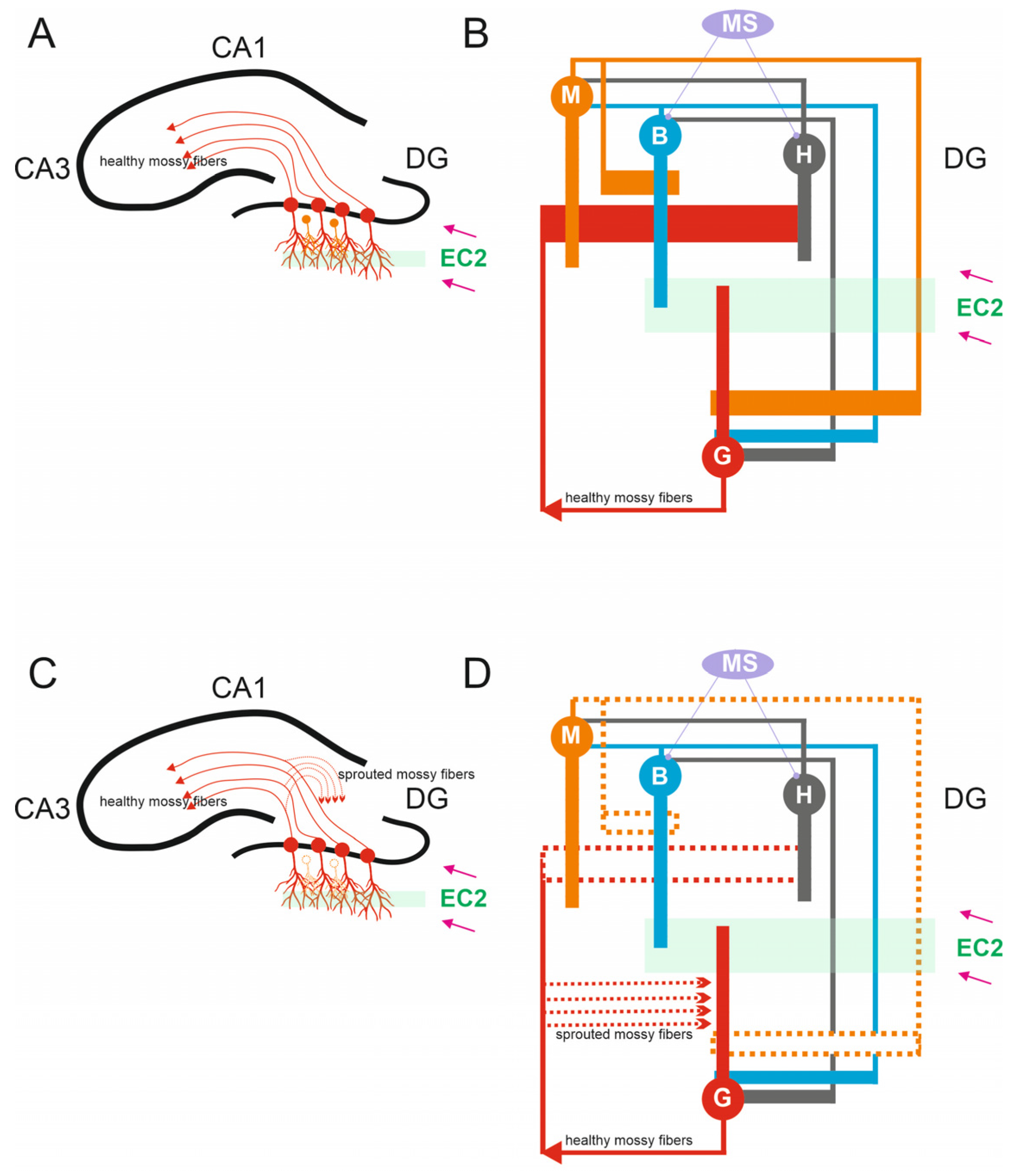 Biomedicines 13 01416 g001