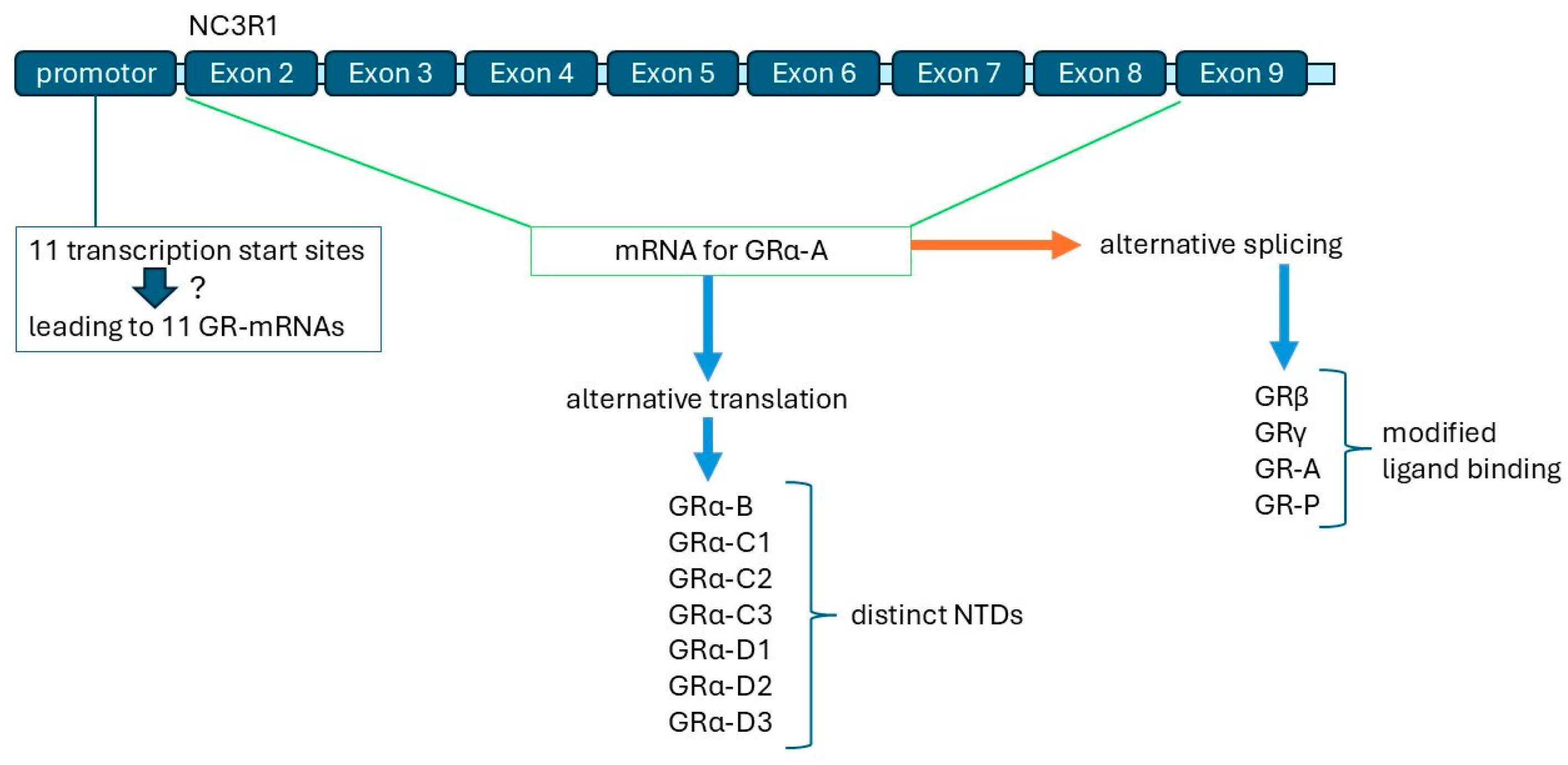Biomedicines 13 01418 g003