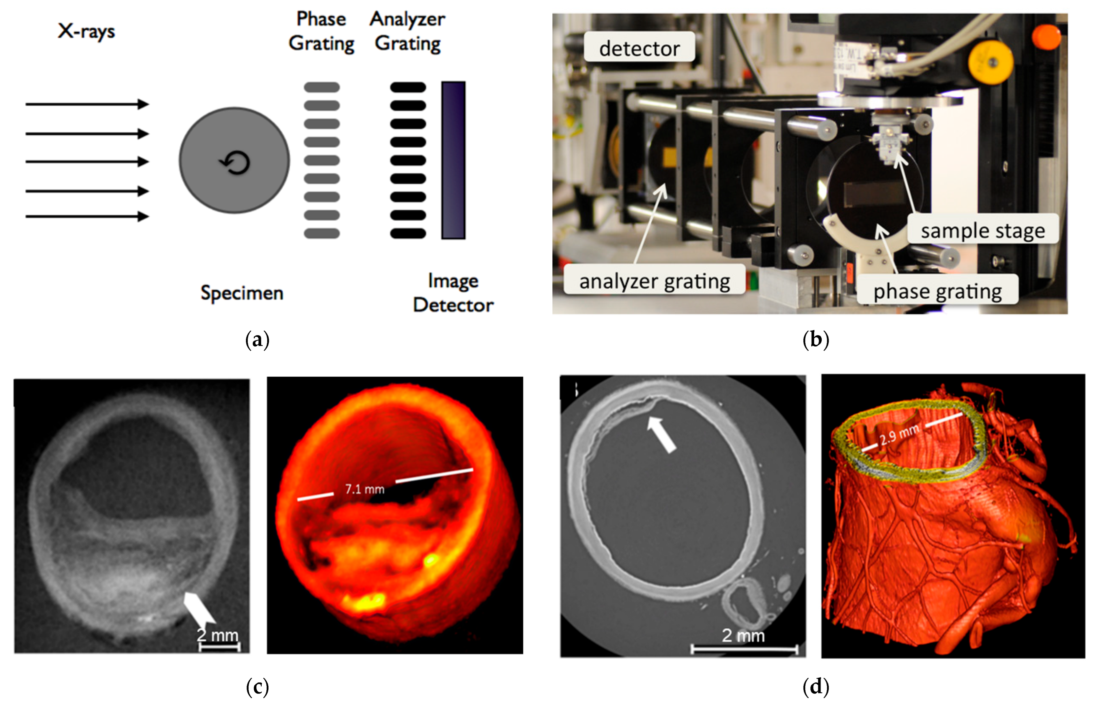 Biomedicines 13 01419 g003