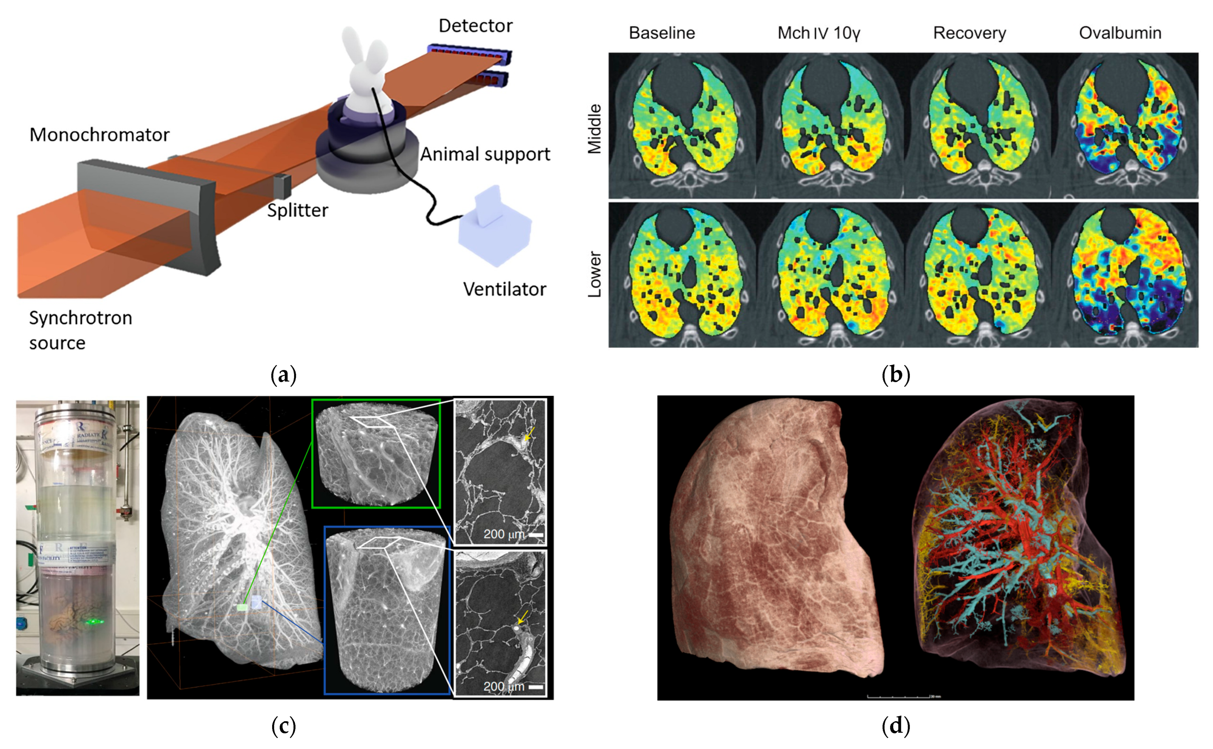 Biomedicines 13 01419 g004