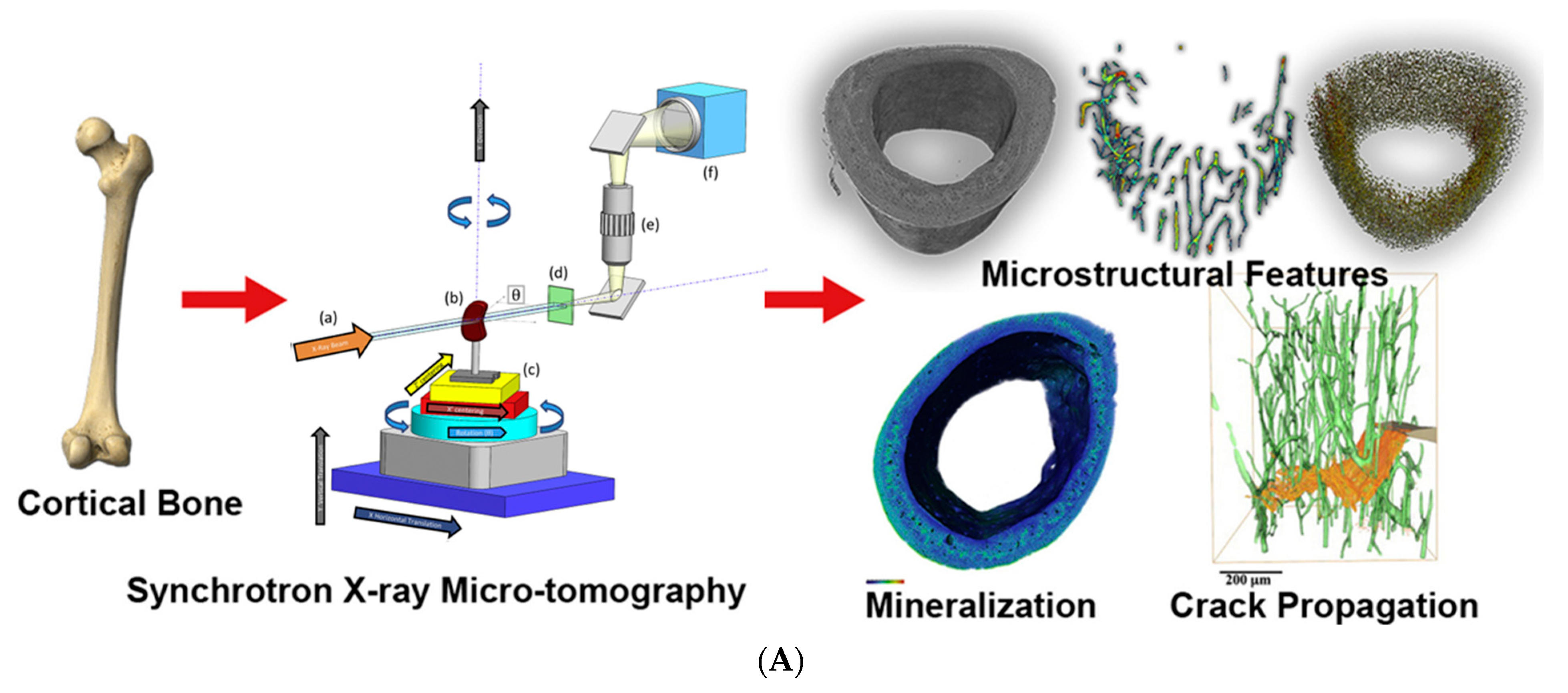 Biomedicines 13 01419 g006a