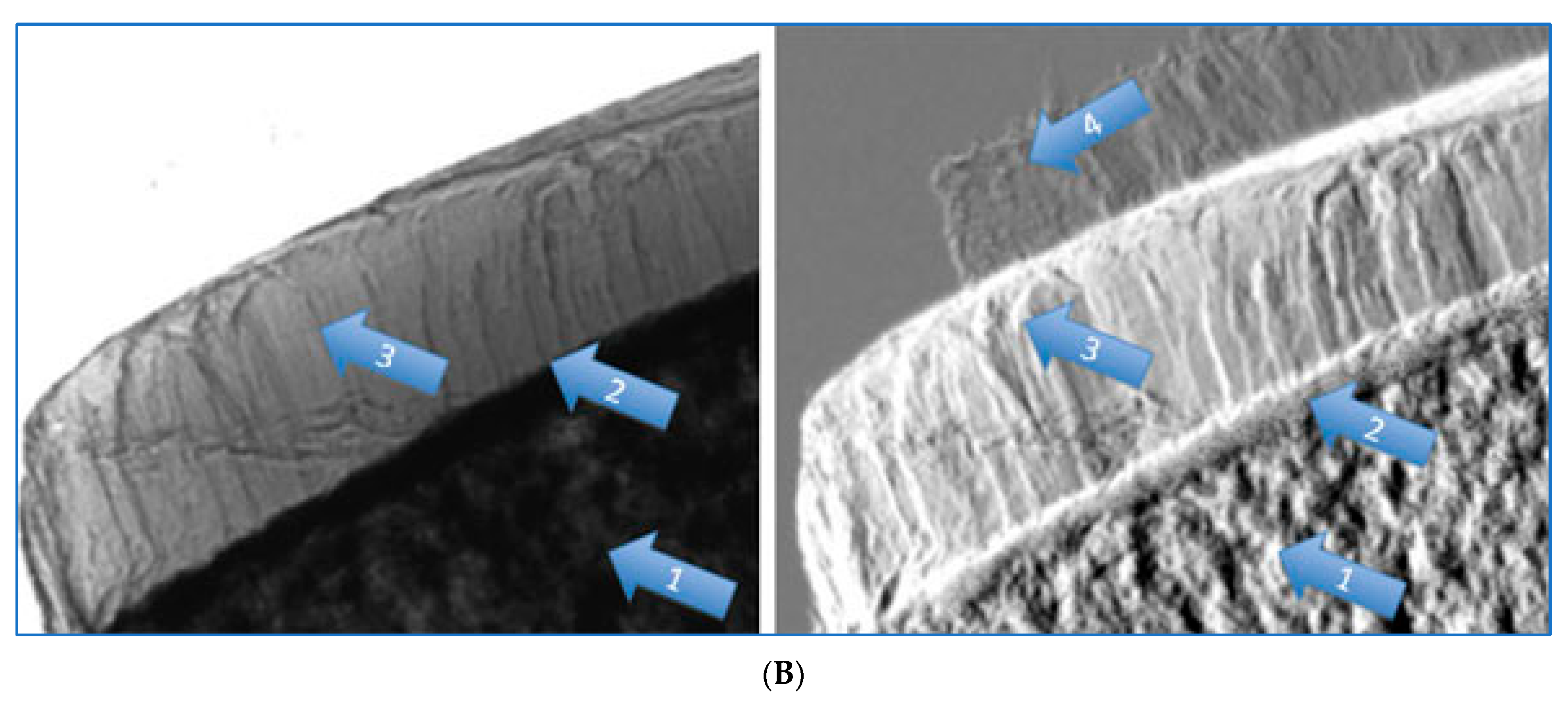 Biomedicines 13 01419 g006b