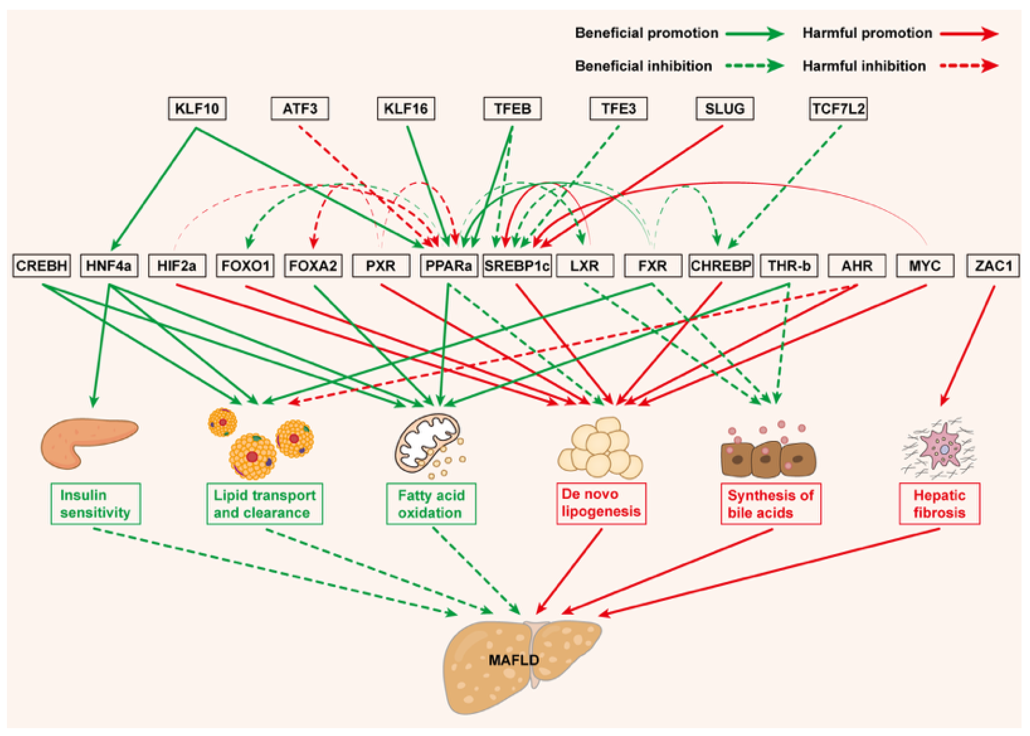 Biomedicines 13 01422 g001