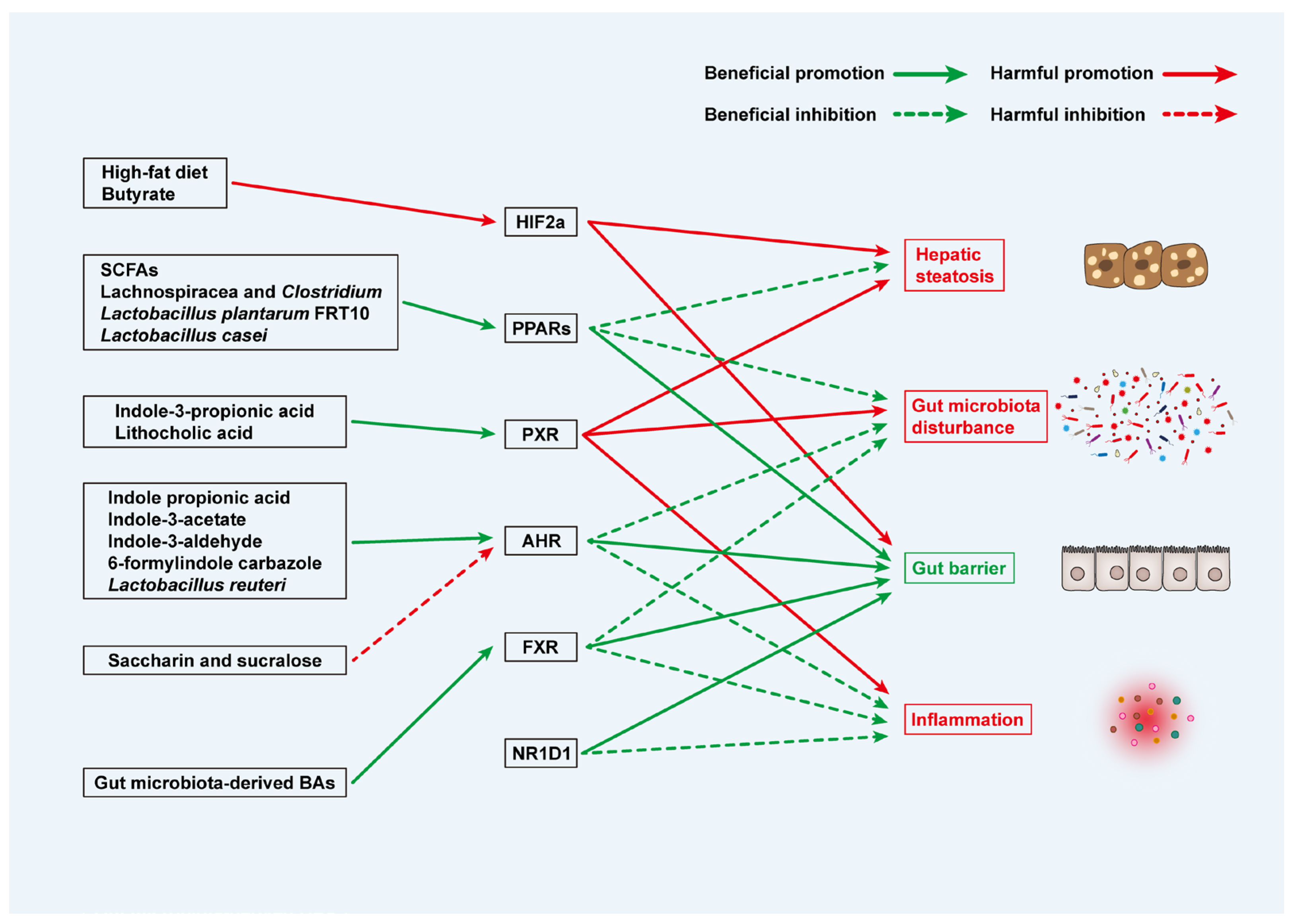 Biomedicines 13 01422 g003