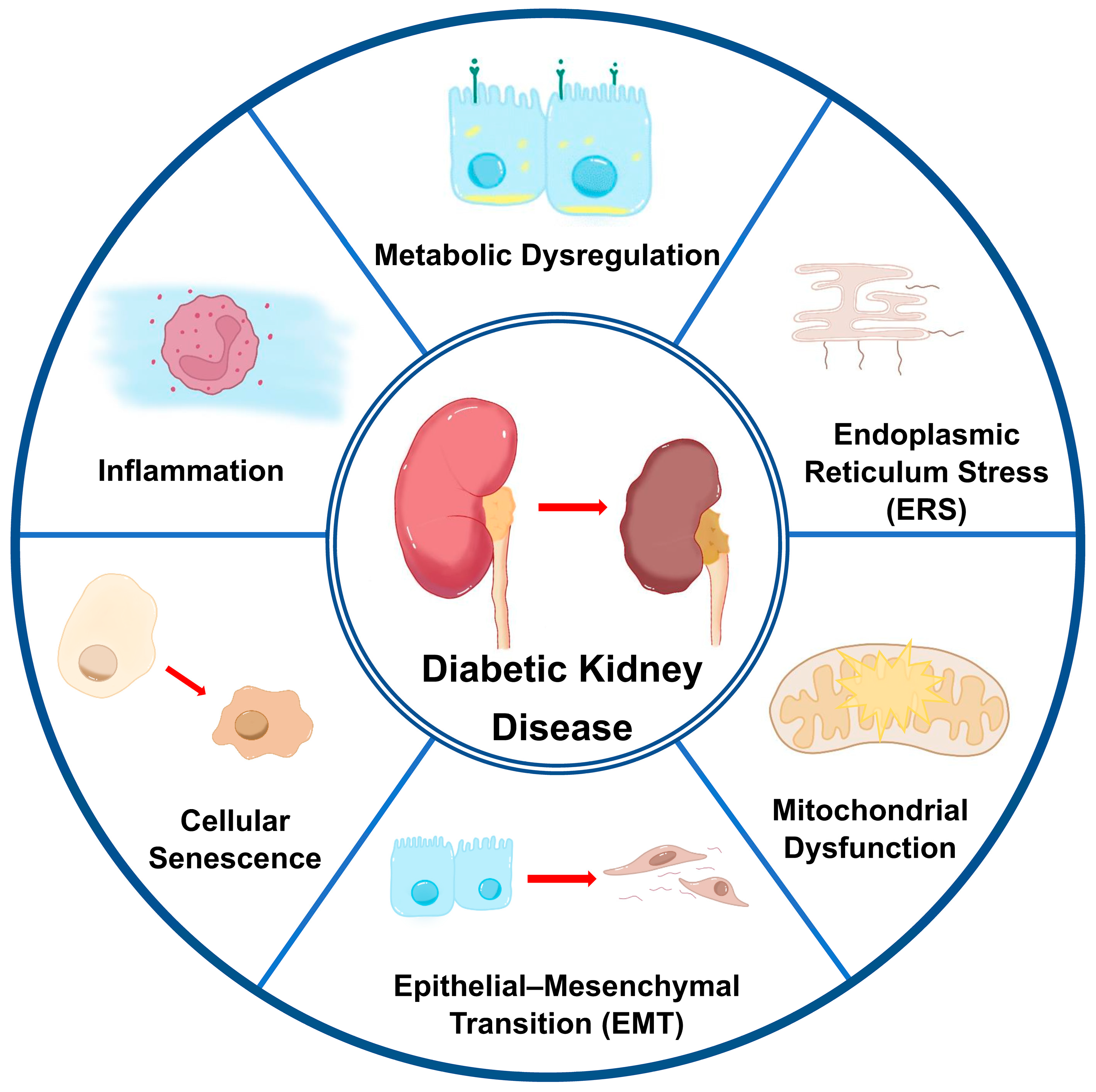 Biomedicines 13 01424 g001 Biomedicines 13 01424 g001