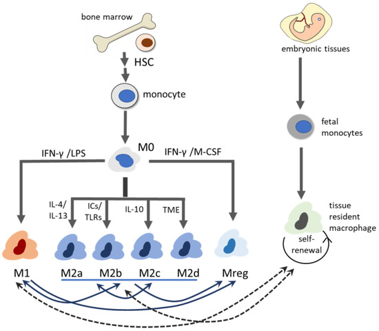 Unraveling the Roles of Macrophages in Vascularized Composite