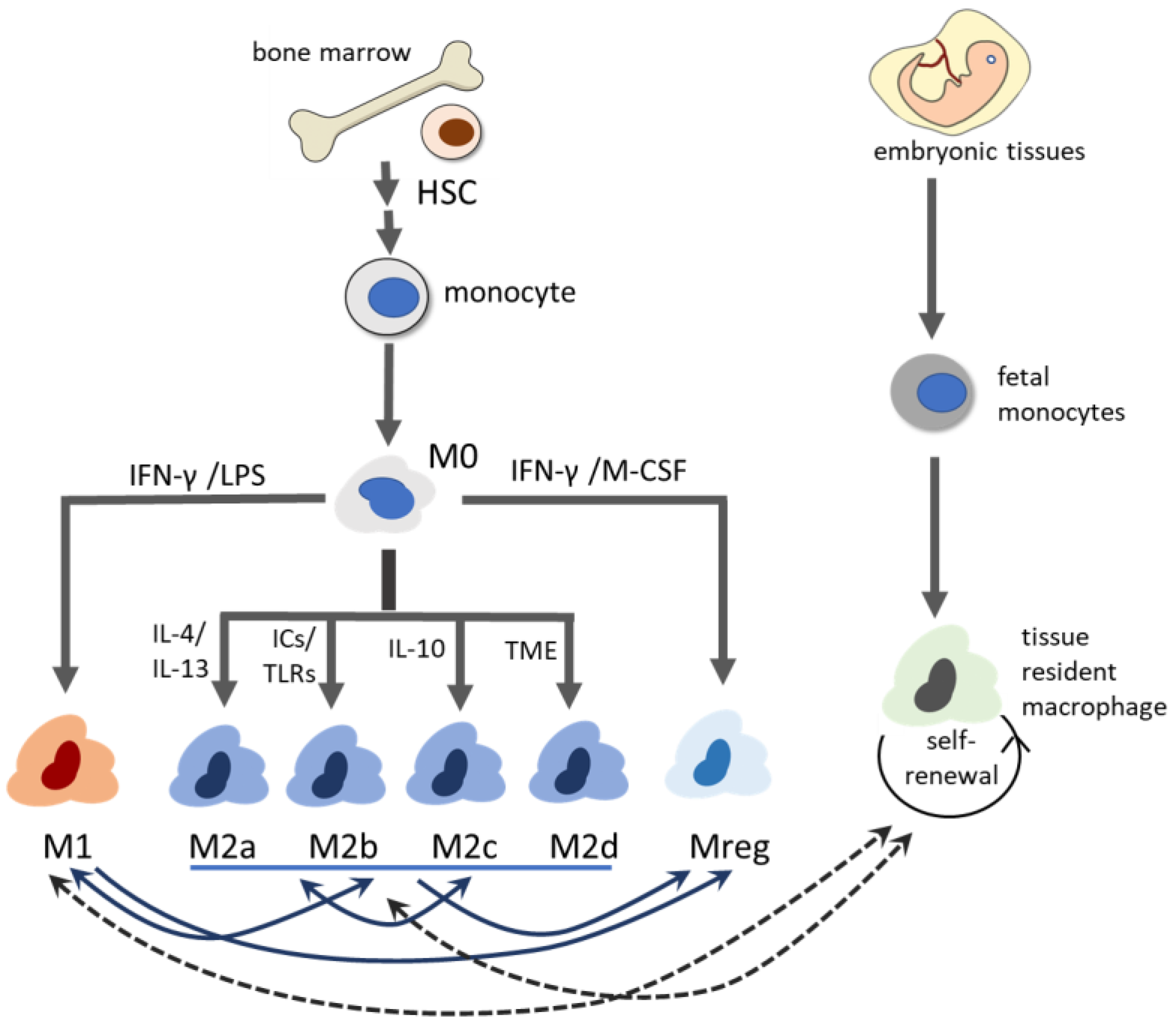 Biomedicines 13 01425 g001