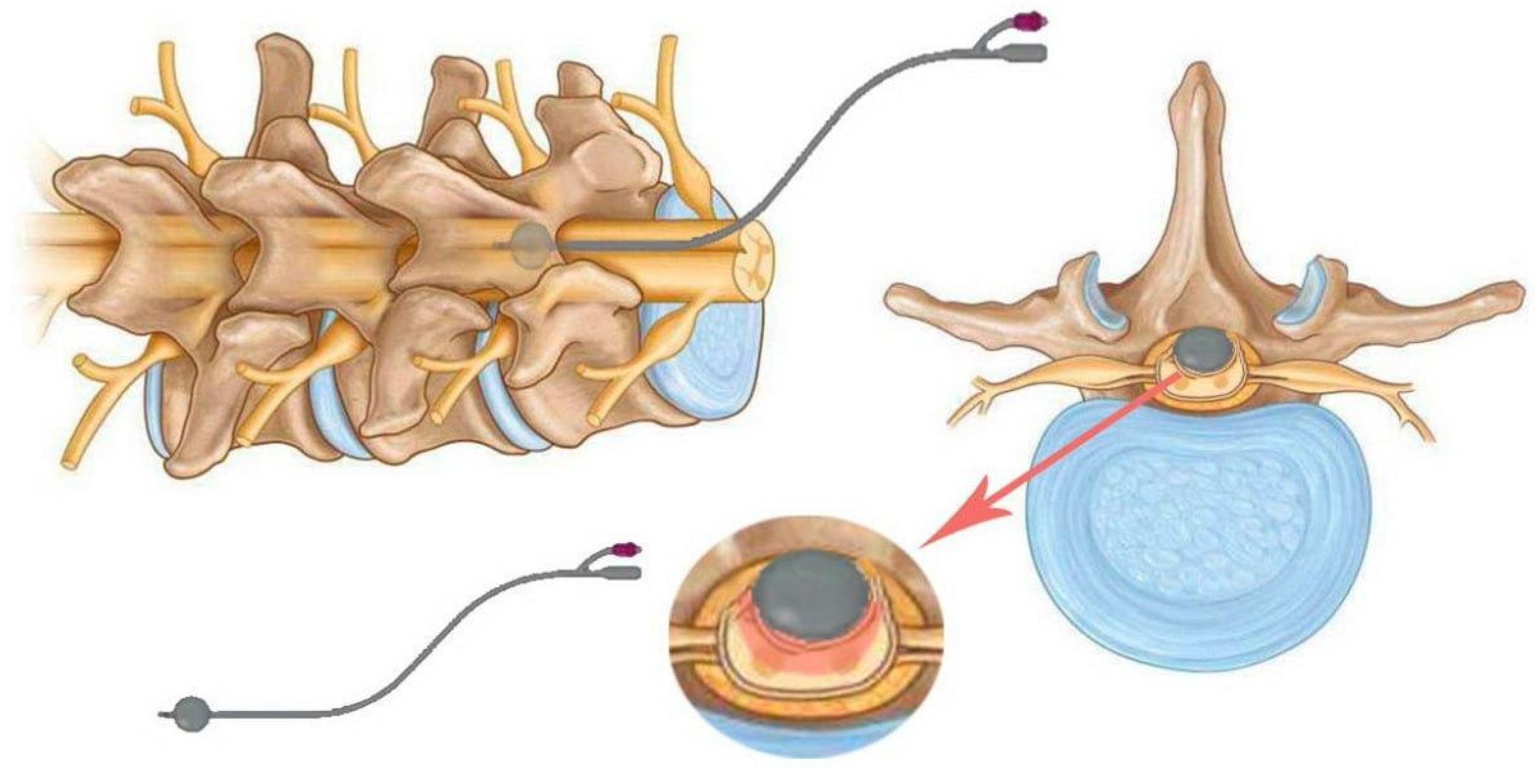 Biomedicines 13 01427 g005