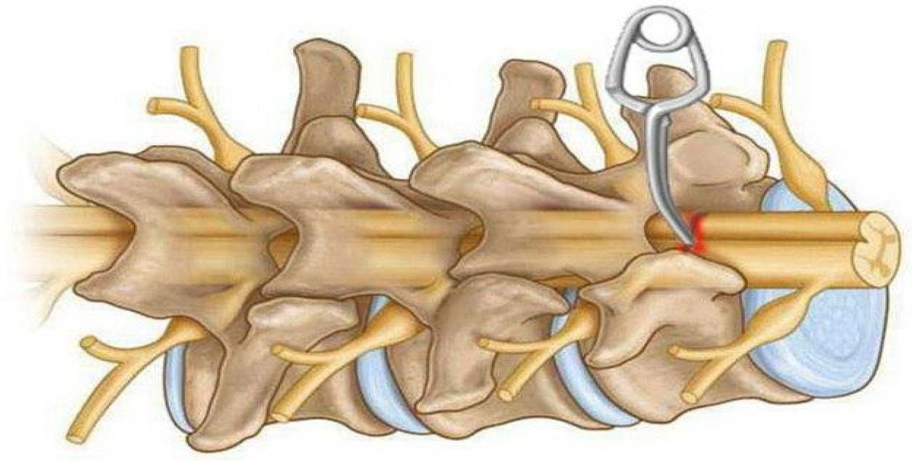 Biomedicines 13 01427 g006