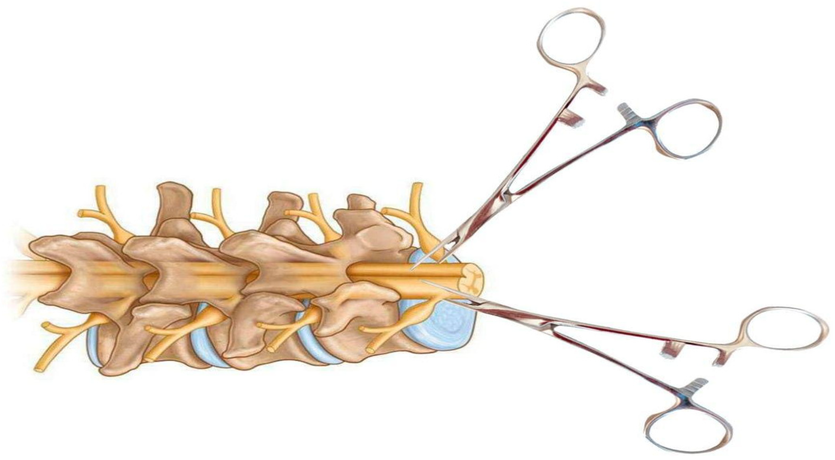 Biomedicines 13 01427 g007