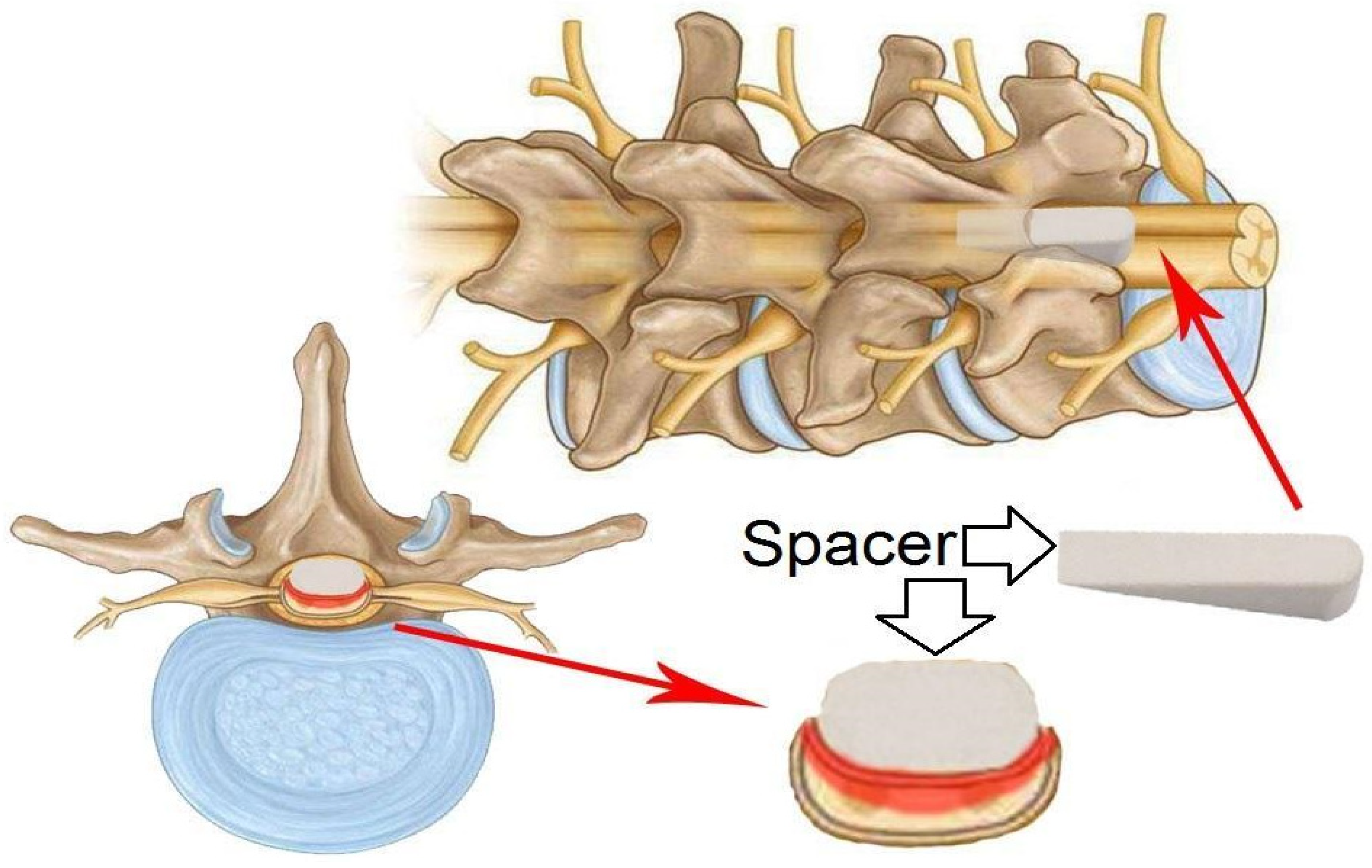 Biomedicines 13 01427 g008