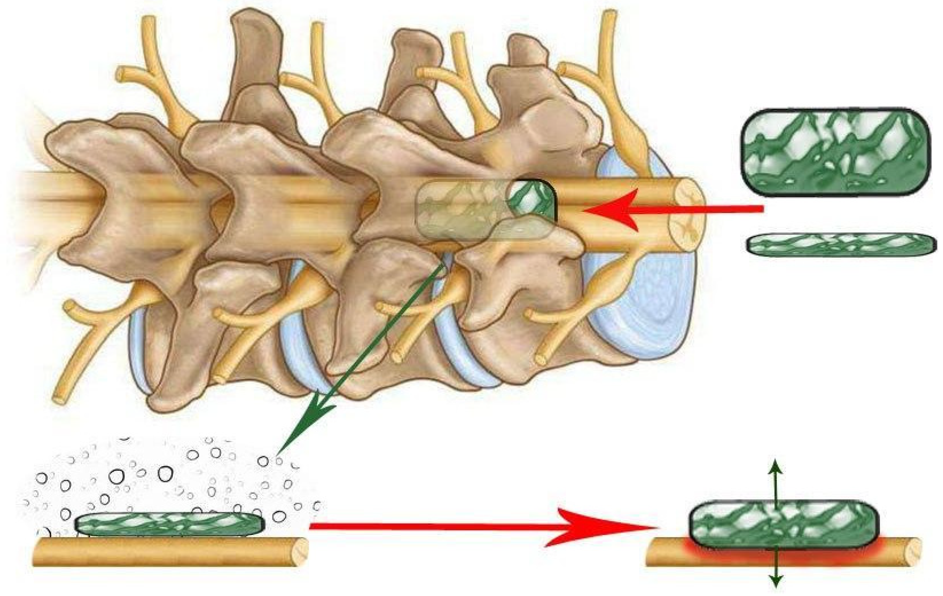 Biomedicines 13 01427 g009