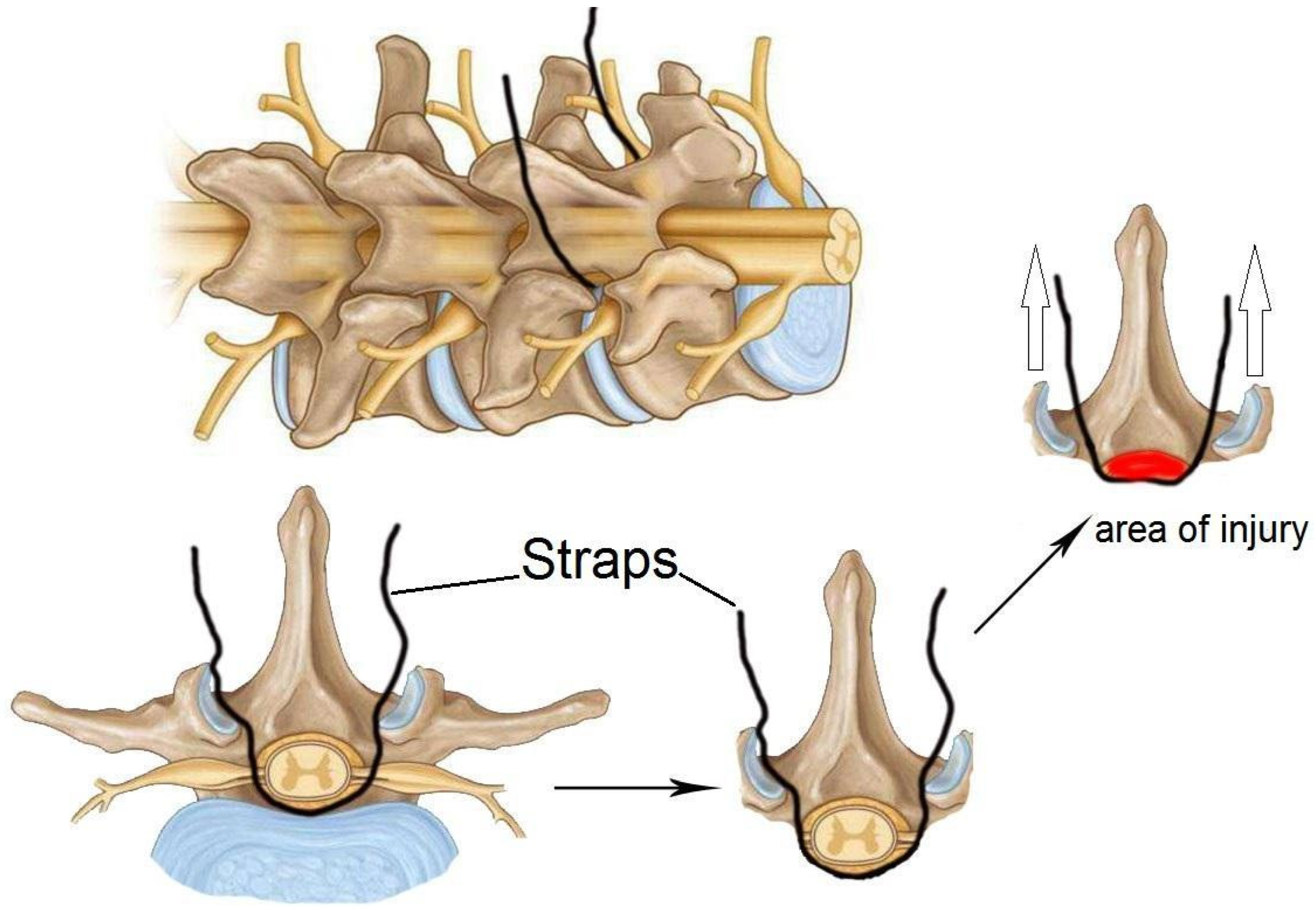 Biomedicines 13 01427 g011