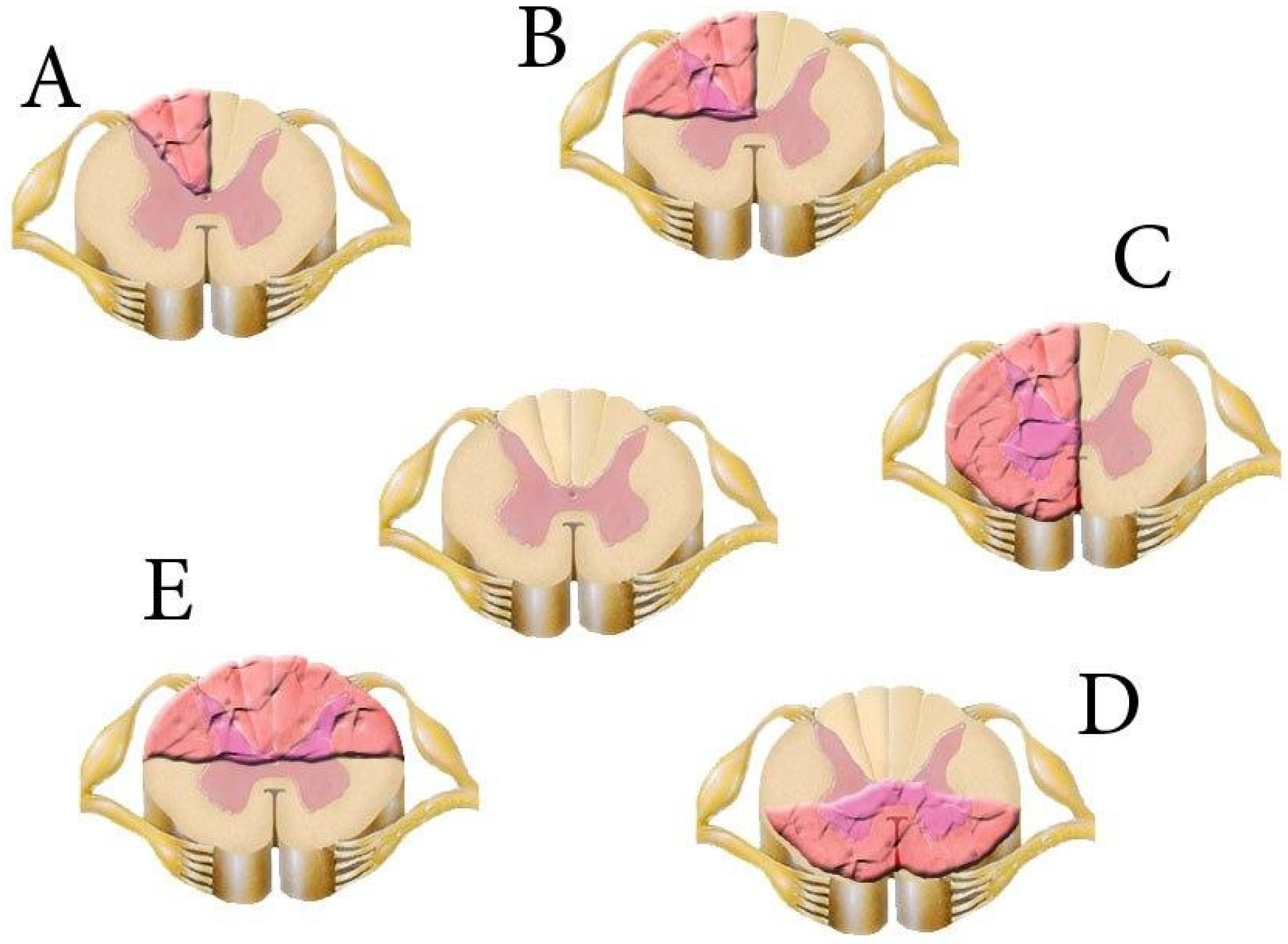 Biomedicines 13 01427 g012