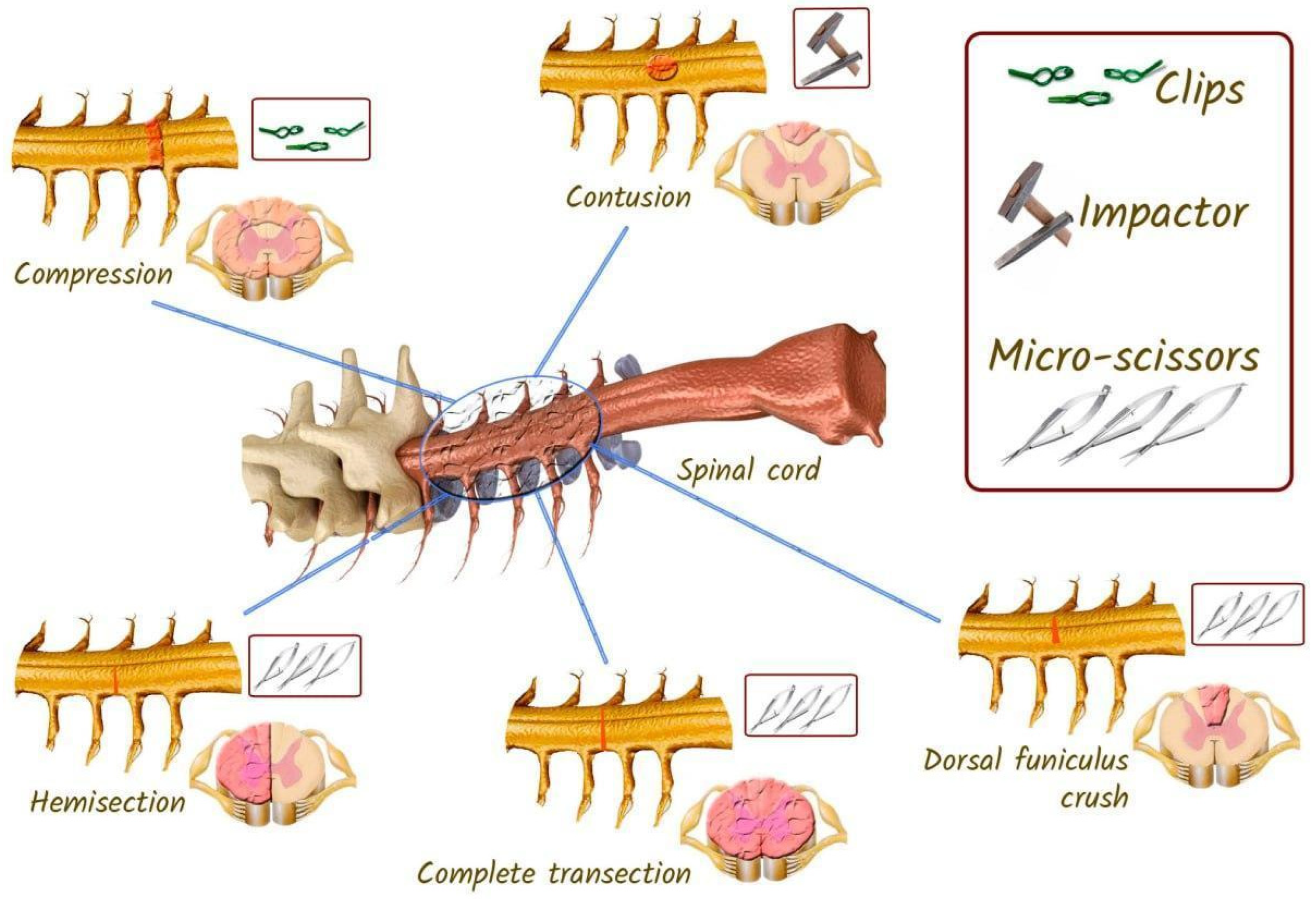 Biomedicines 13 01427 g014